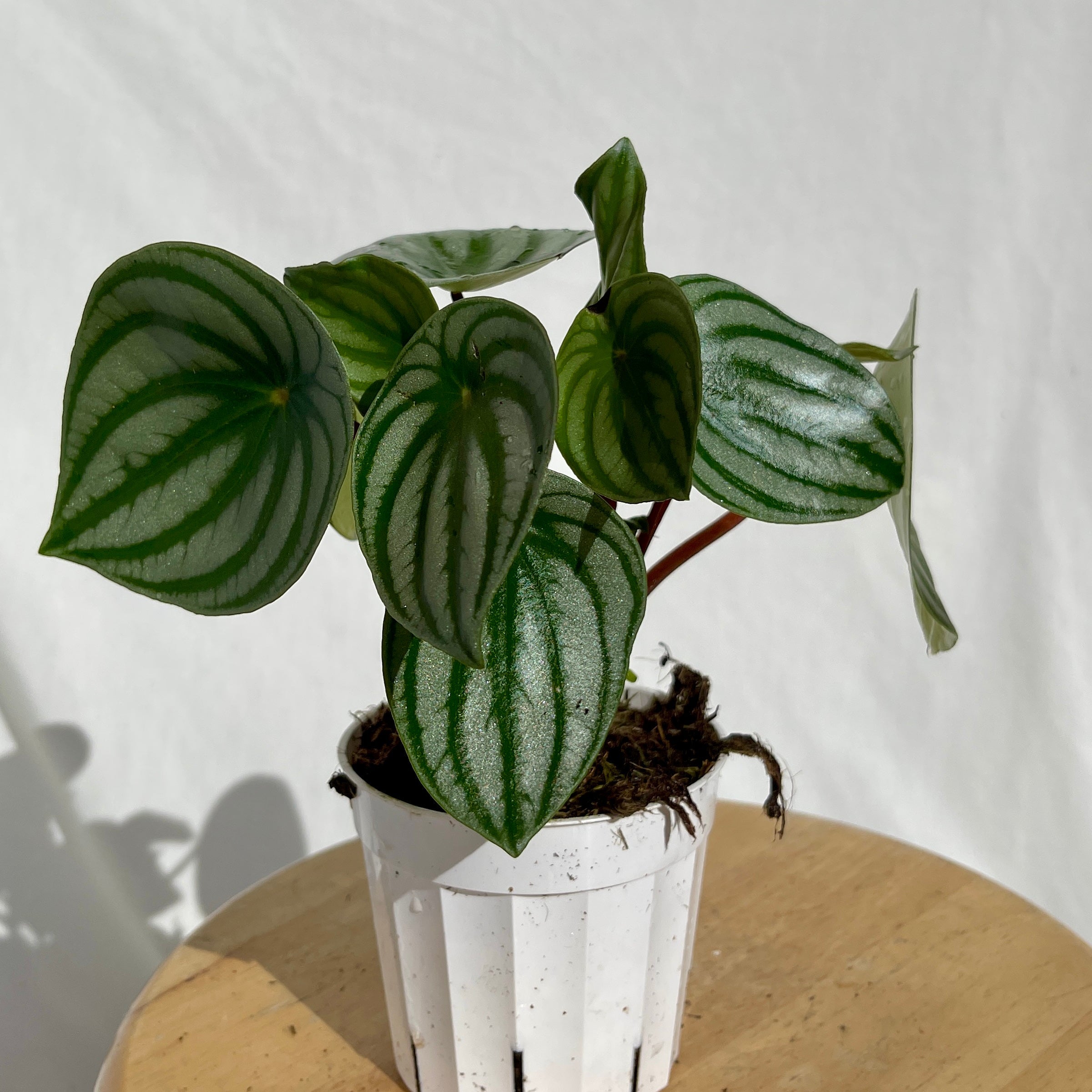 Watermelon Peperomia - 4" Pot m