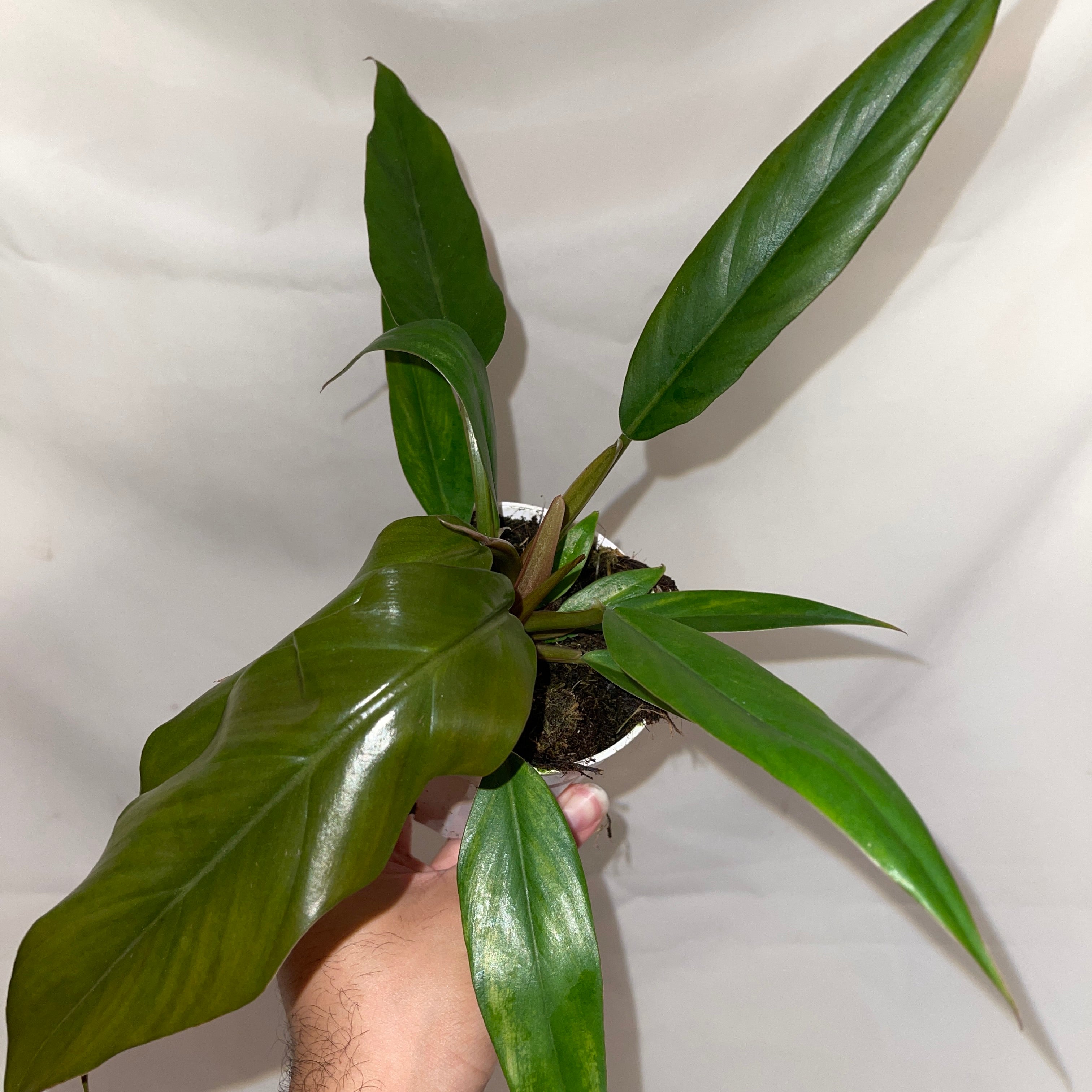 Caramel Philodendron 4” Pot