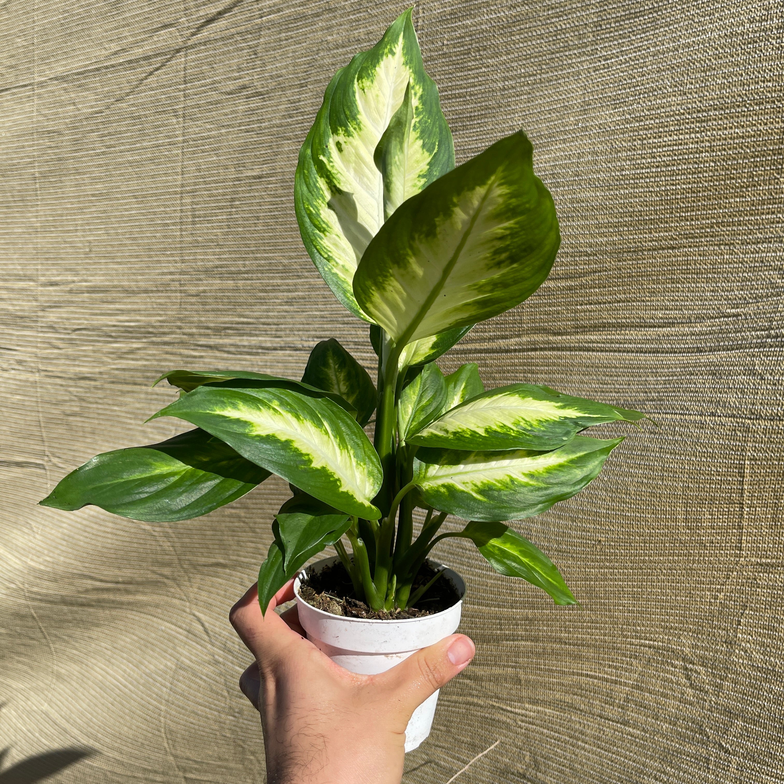 Dieffenbachia ‘Camille’ 4" Pot