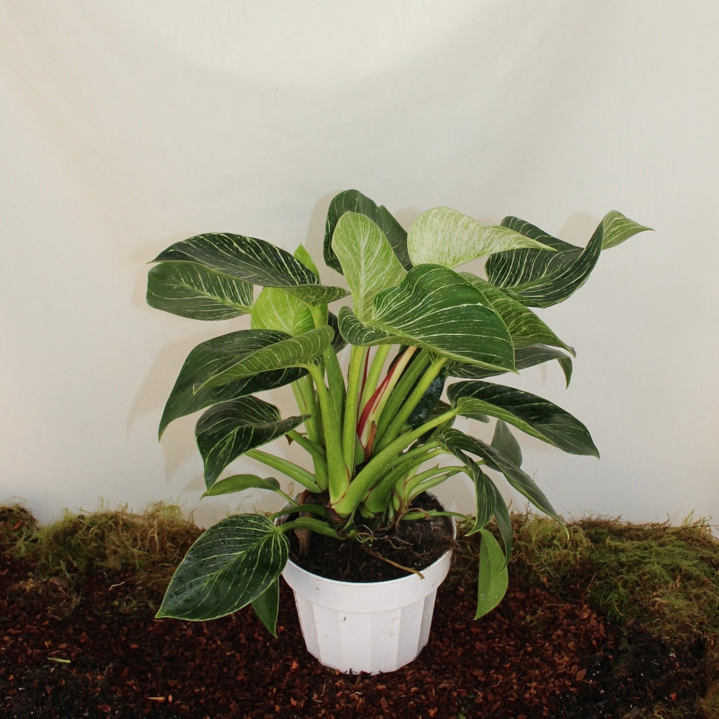 Birkin Philodendron 6” Pot