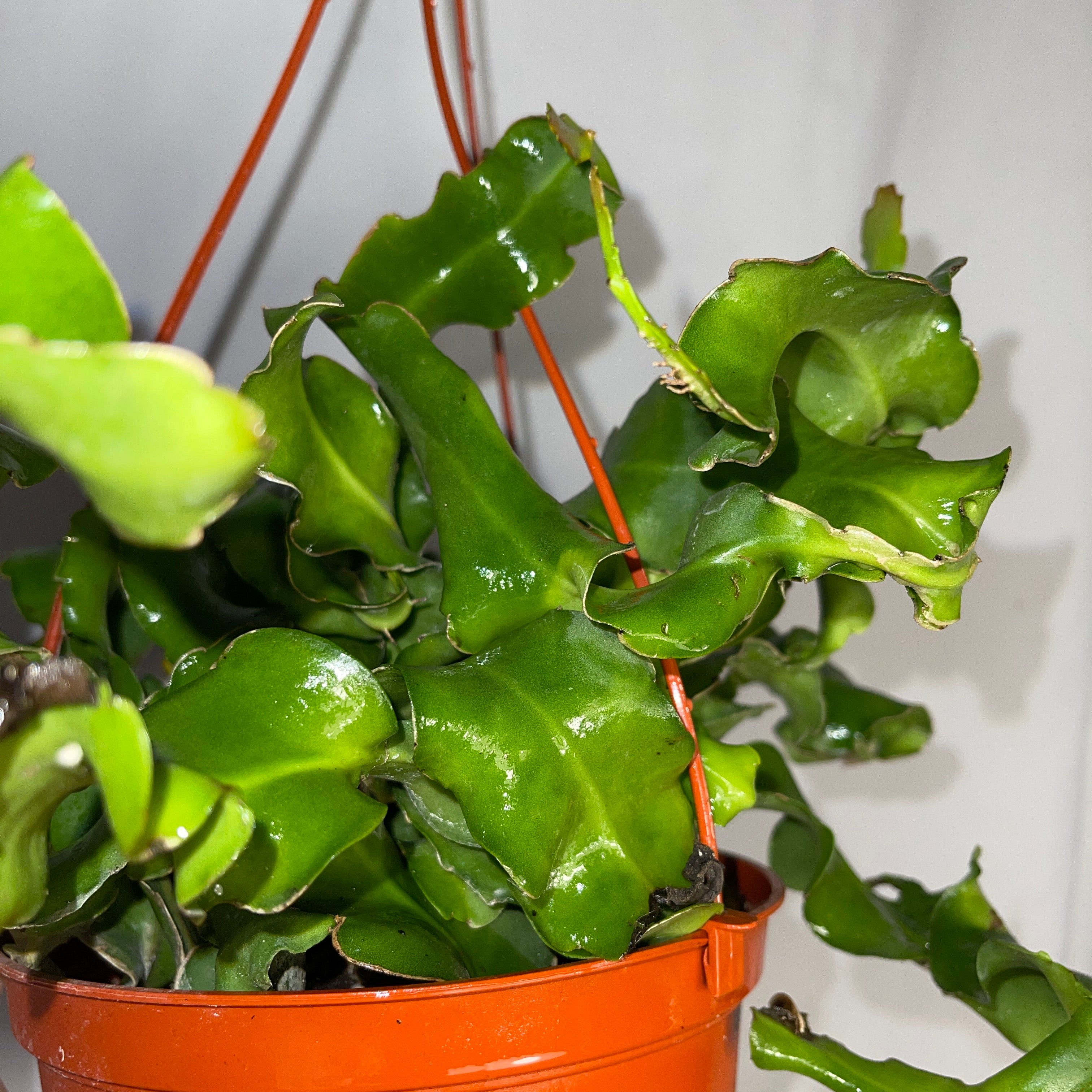 Epiphyllum Guatemalense ‘Monstrose’ Curly Sue Cactus 6” Pot