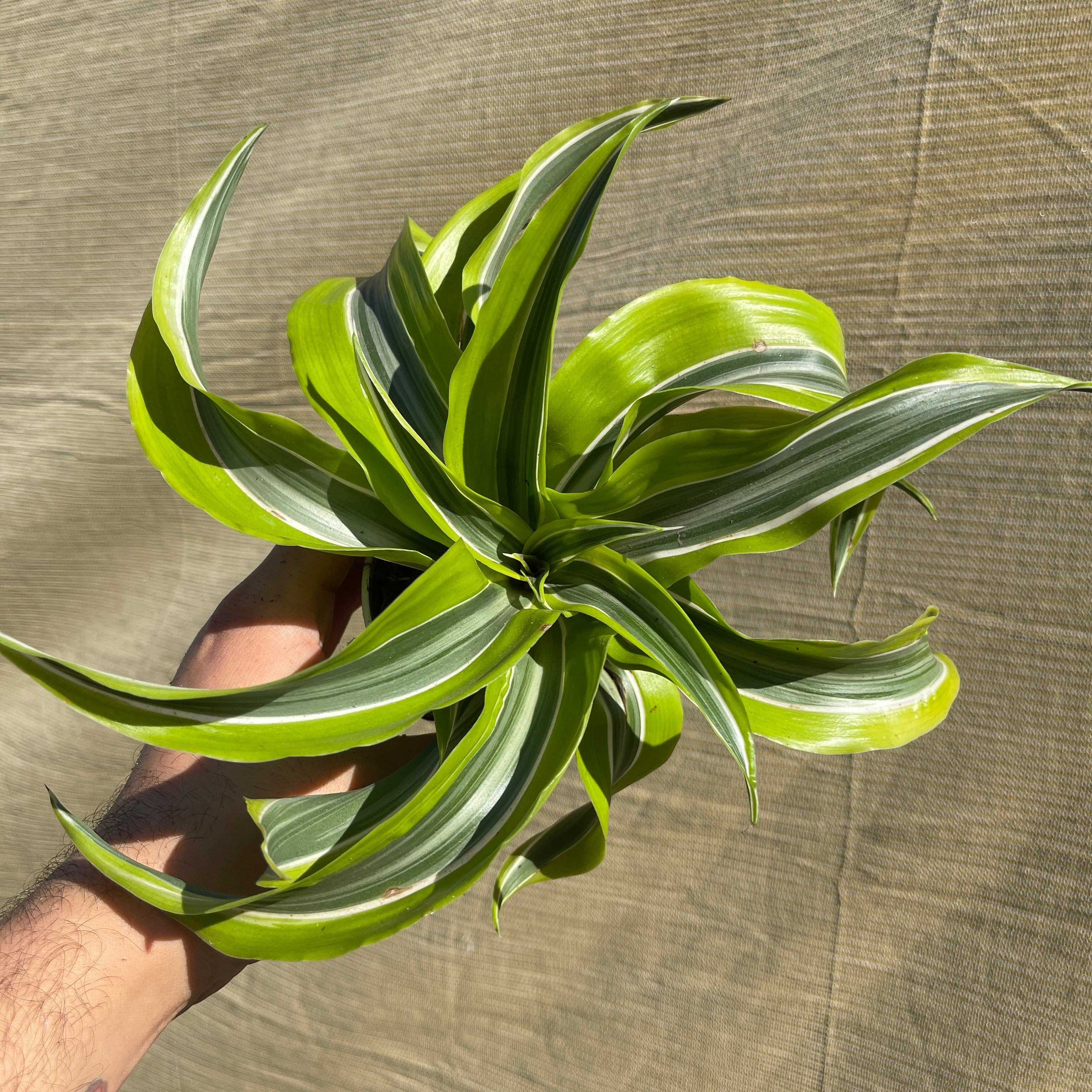 Dracaena Lemon Lime Twist