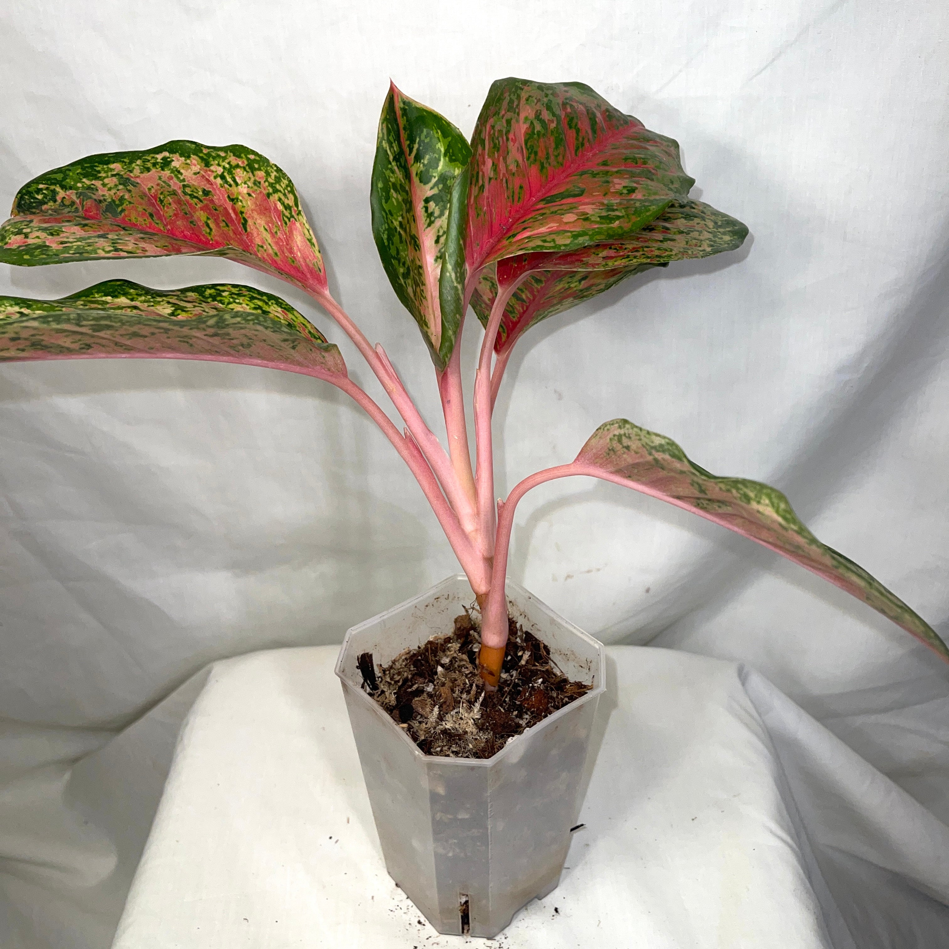 Red Emerald Aglaonema 4" Pot