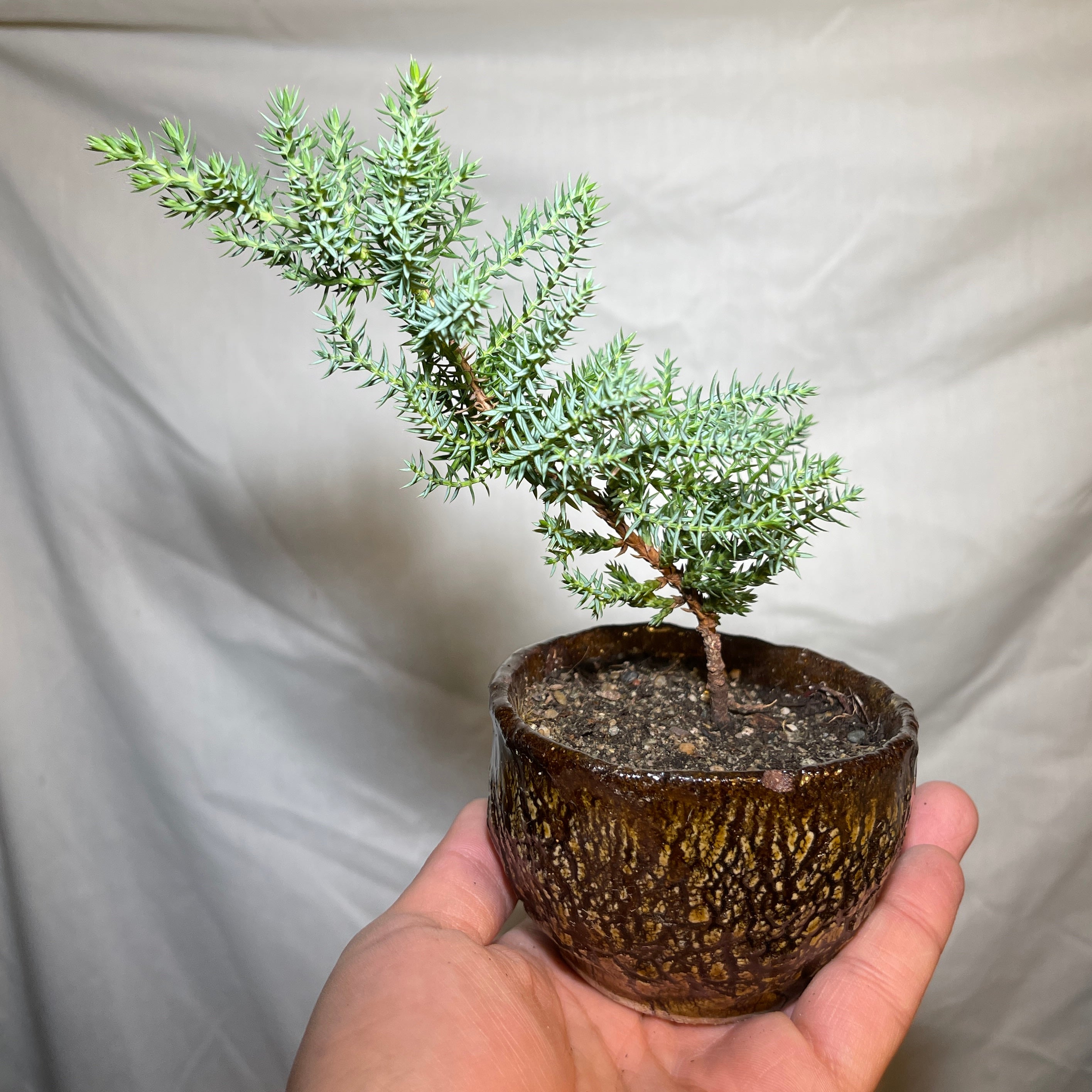 4” Brown Ceramic Juniper Pine Bonsai