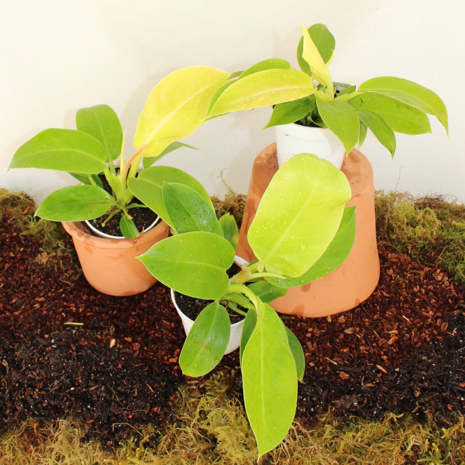 Golden Goddess Philodendron 4” Pot