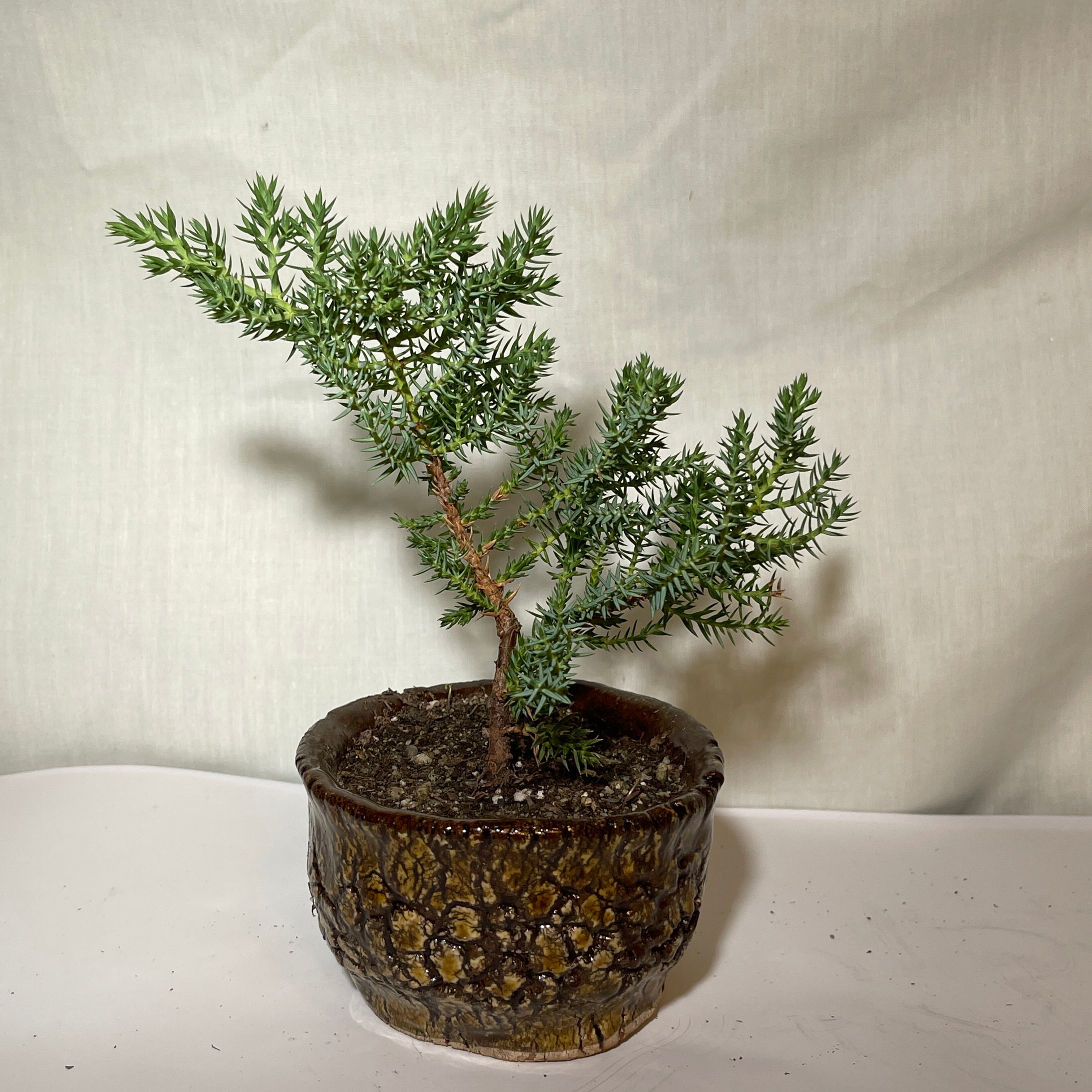 4” Brown Ceramic Juniper Pine Bonsai