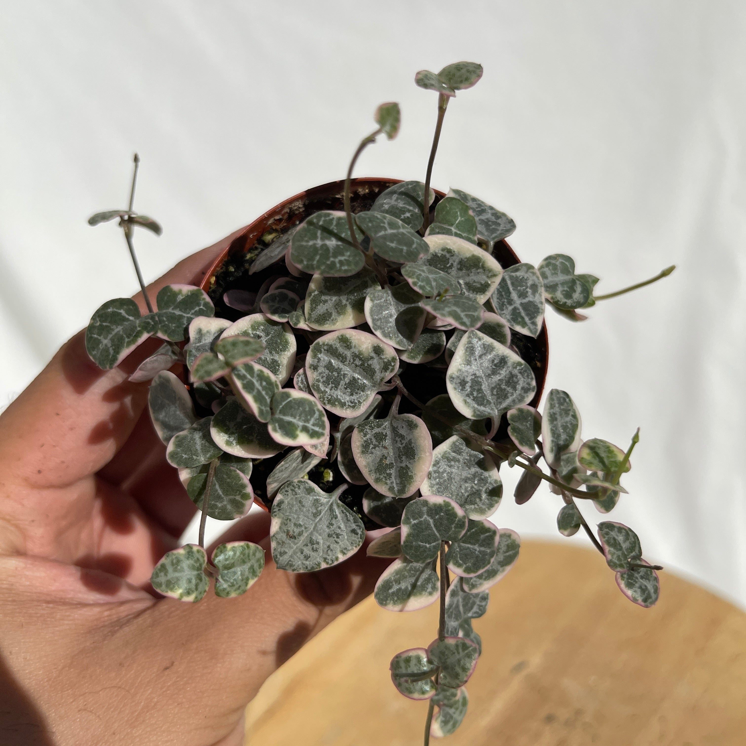 Variegated String Of Hearts 2" Pot