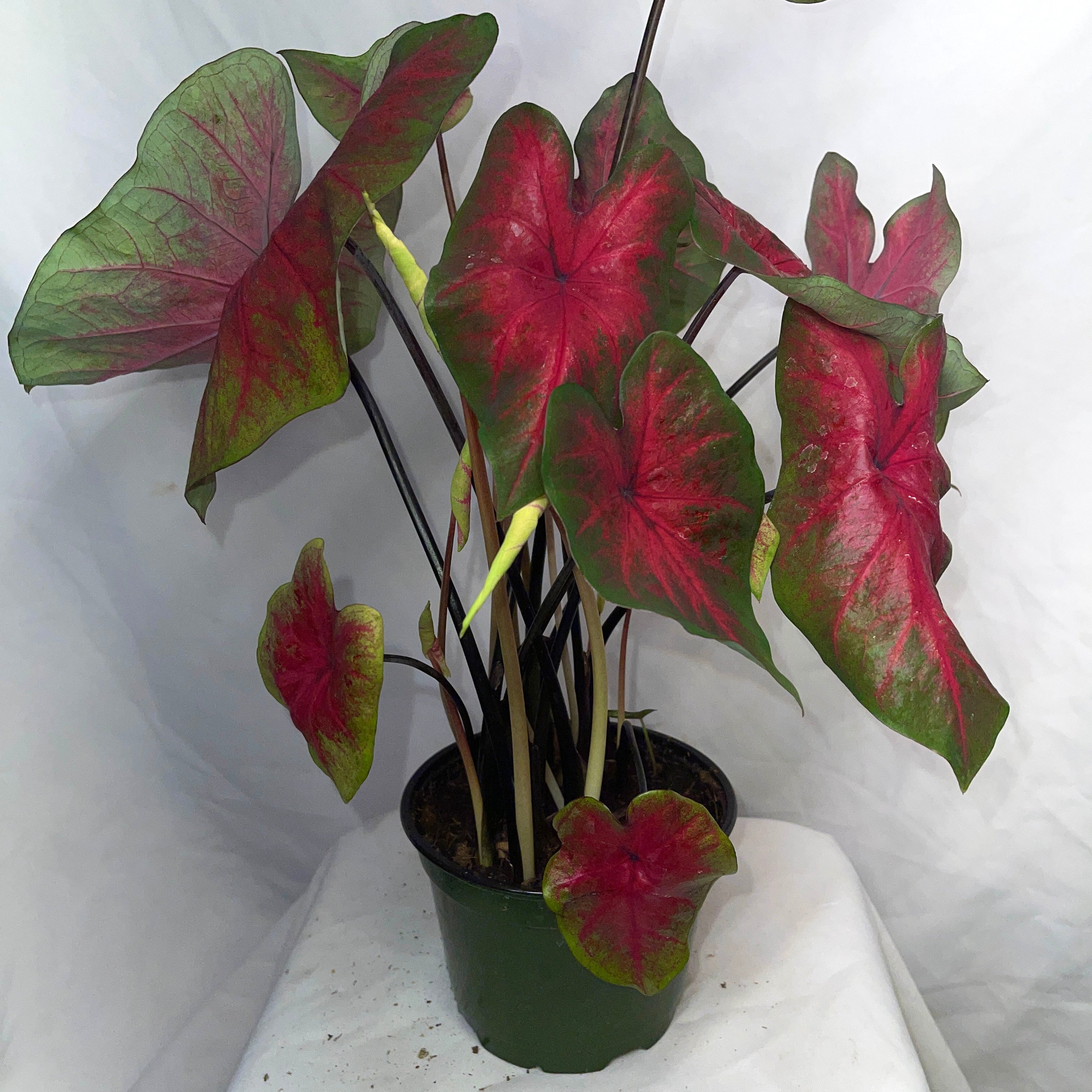 Mixed Caladium Variety One 6” Pot