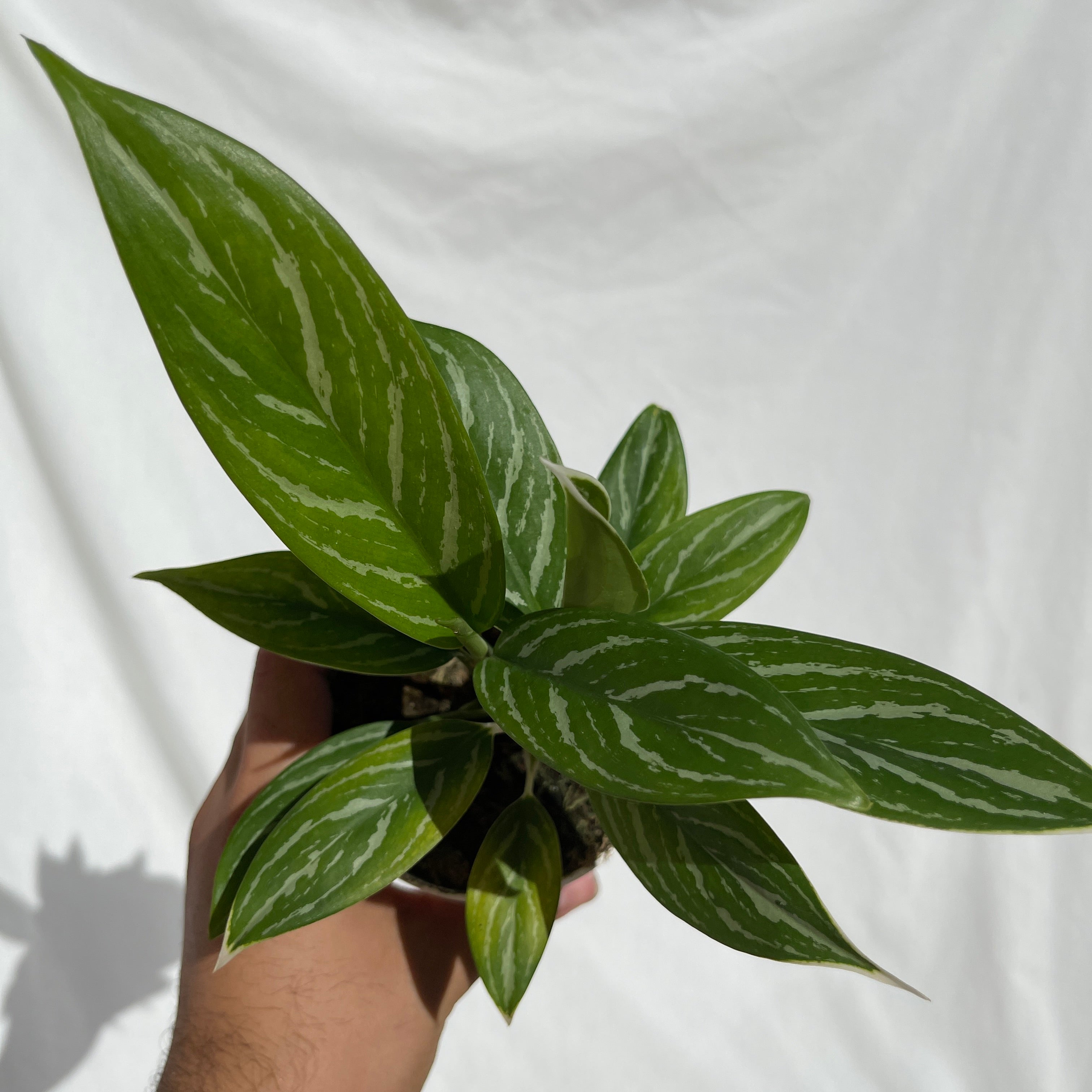 Snow White Aglaonema 4" Pot