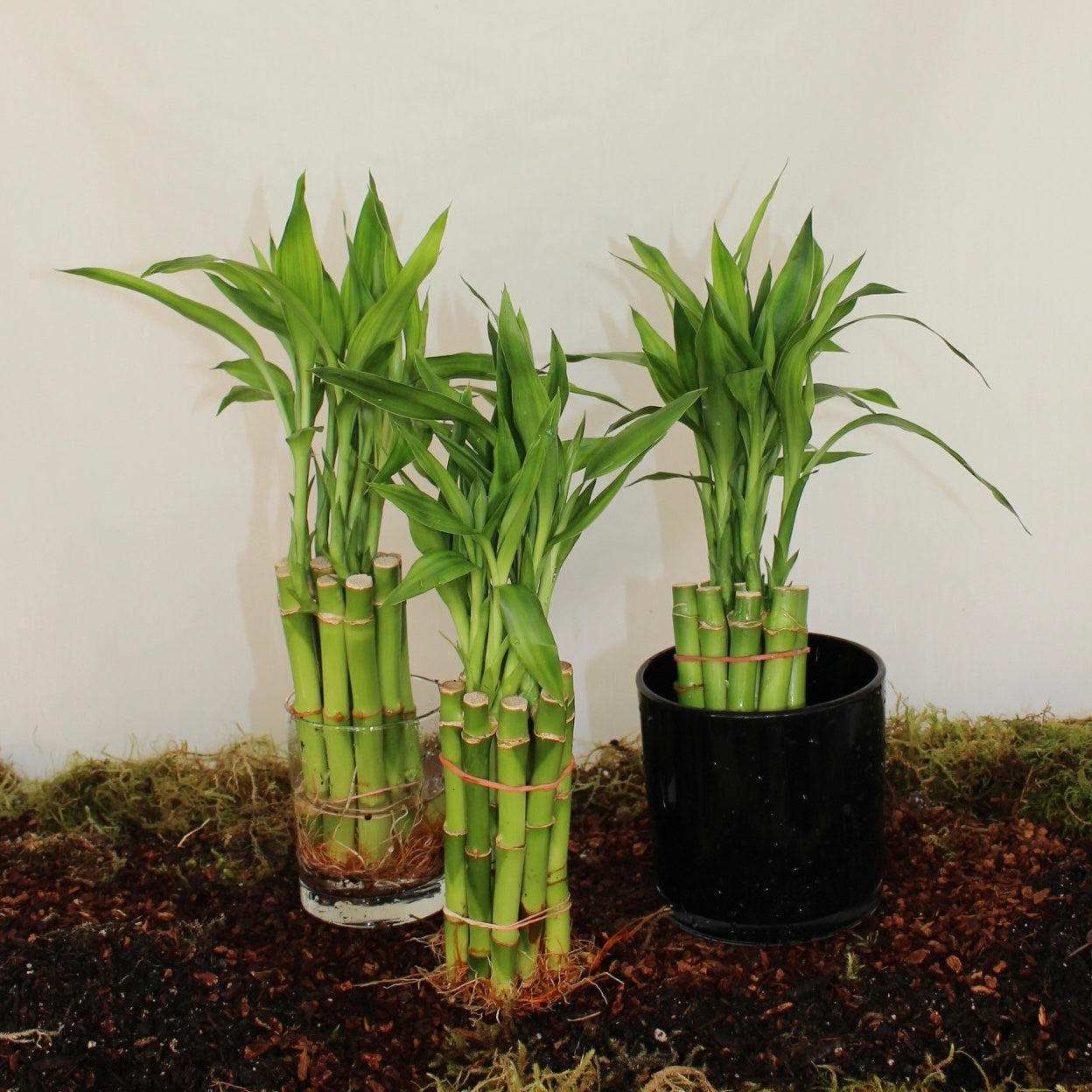 6” Lucky Bamboo Bunch