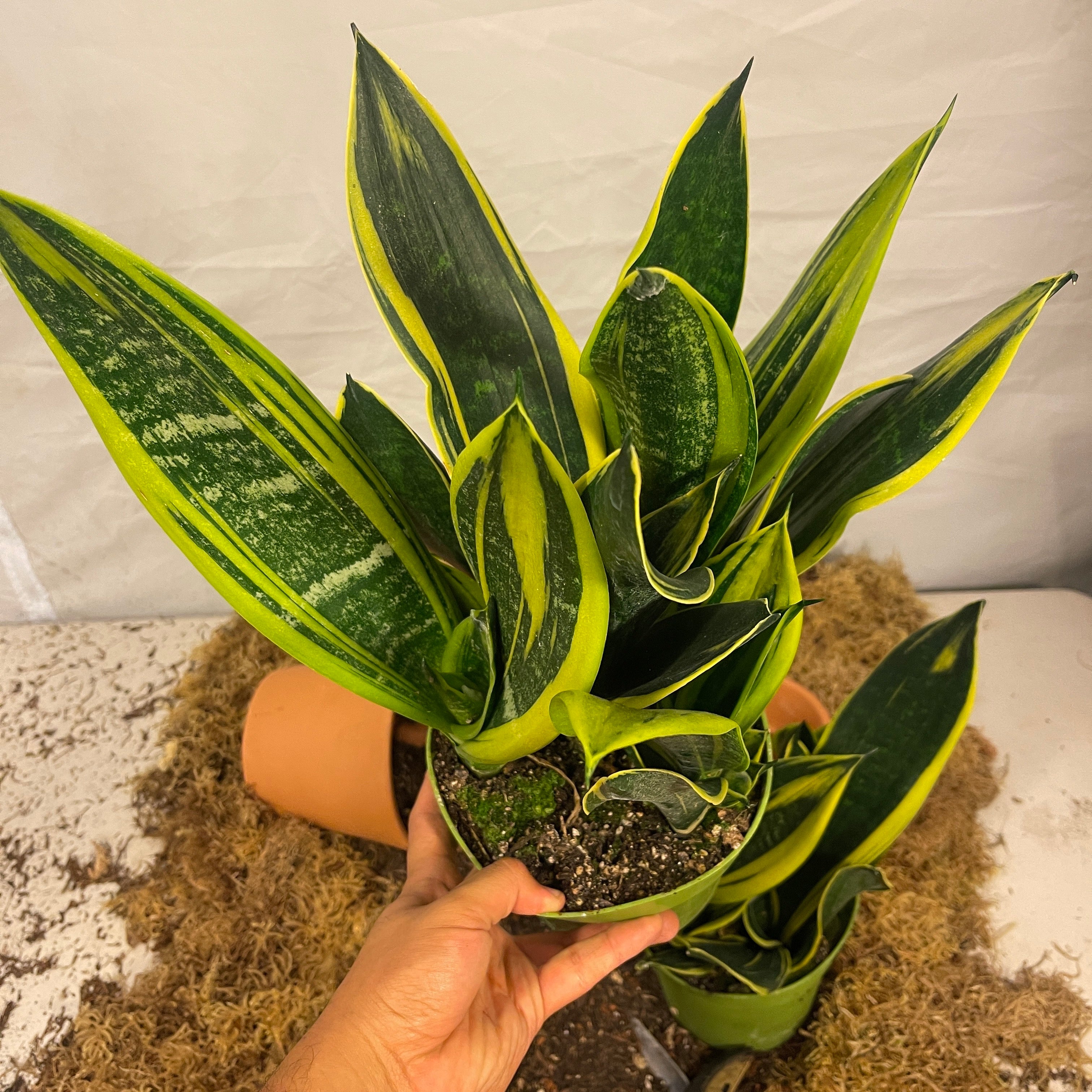 Golden Flame Snake Plant 6" Pot