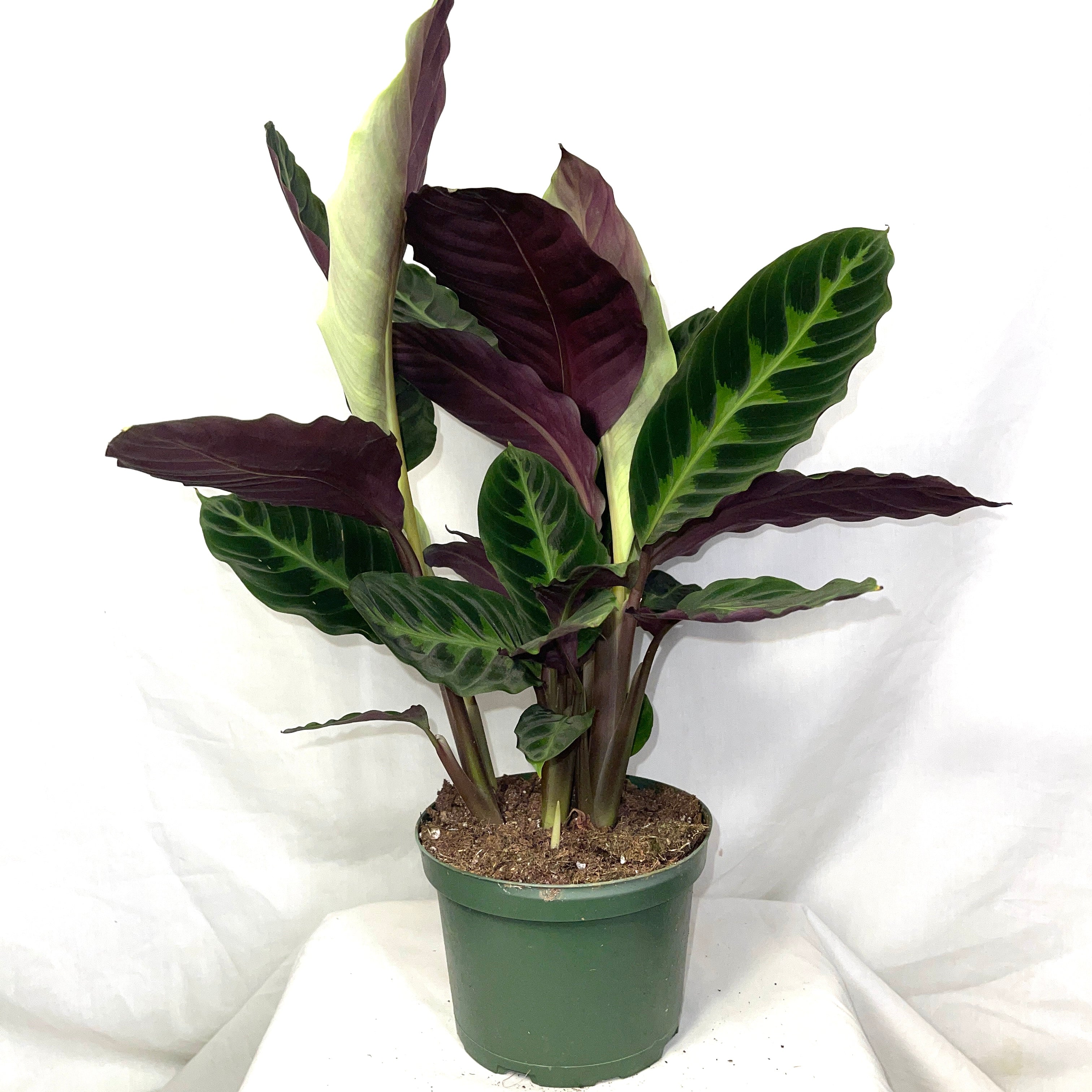 Jungle Velvet Calathea 6” Pot