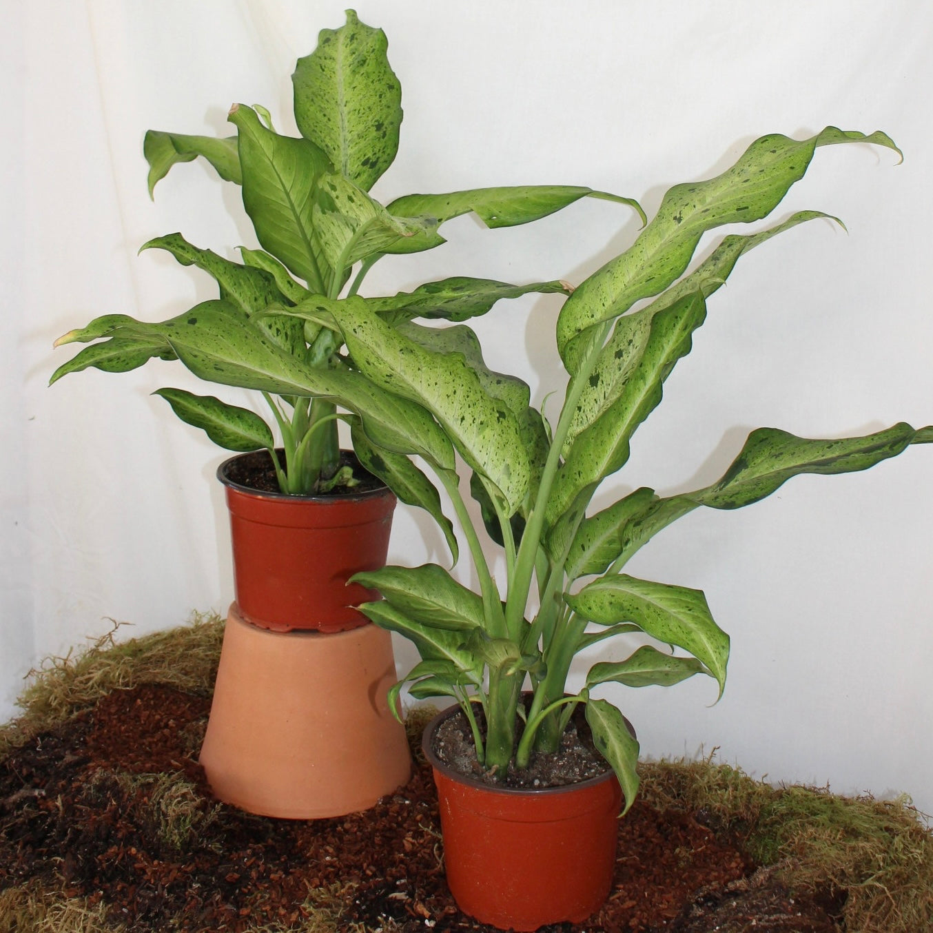 Camouflage Dieffenbachia 6” Pot