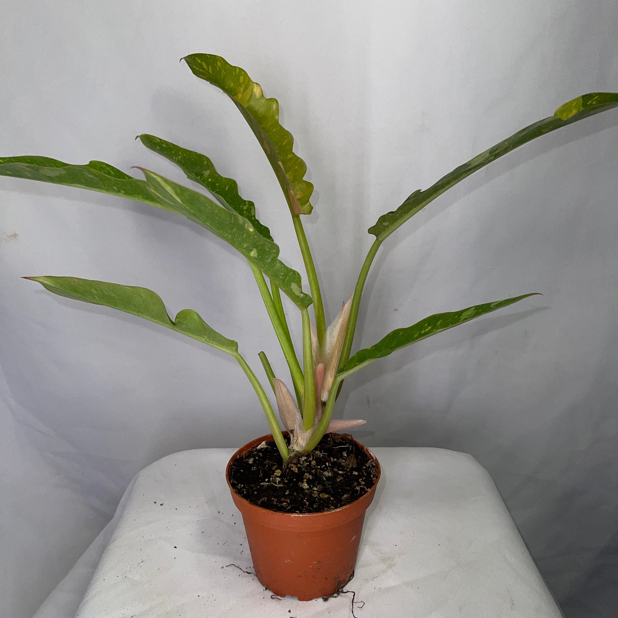 Philodendron Ring Of Fire 4" Pot