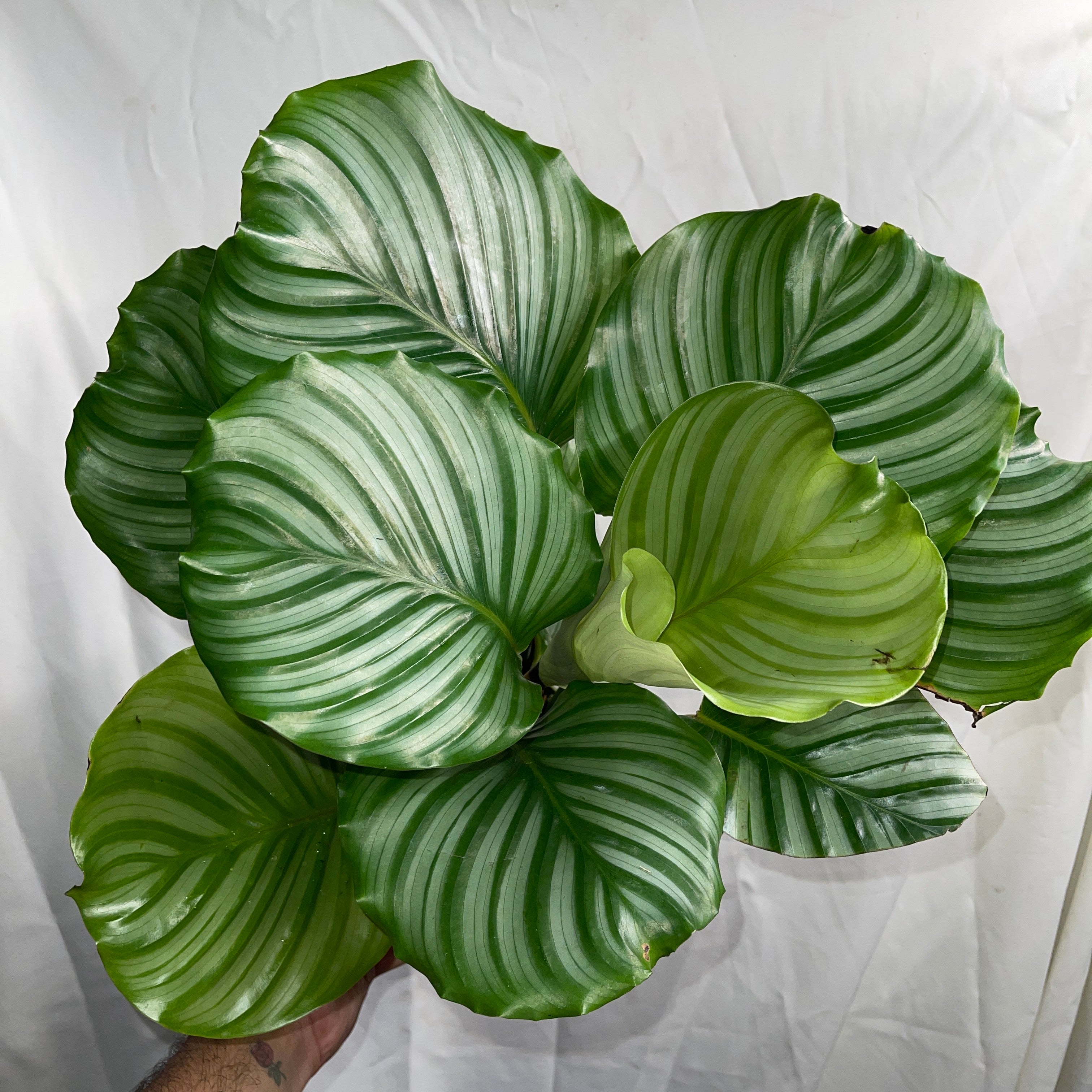 Orbifolia Calathea 6” Pot