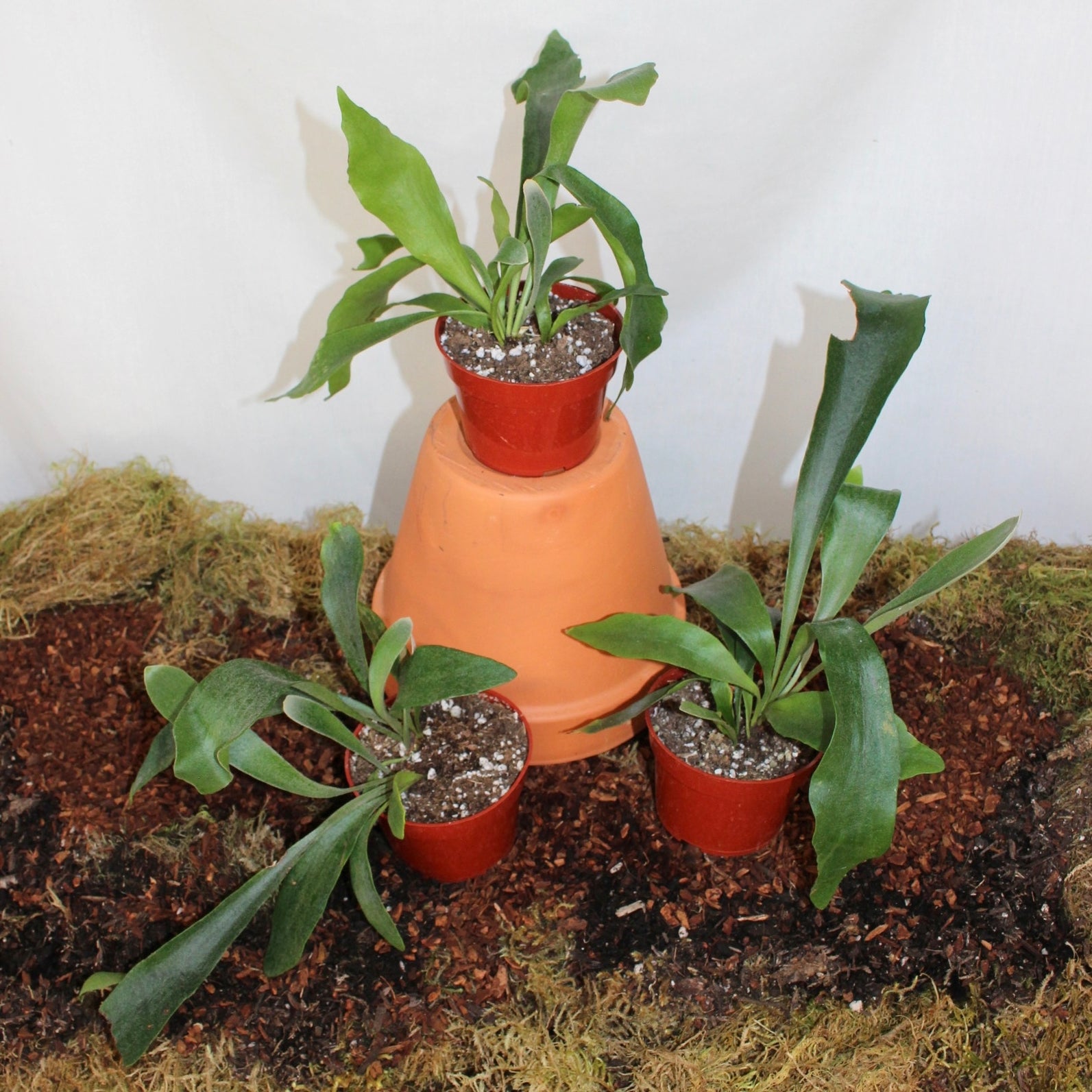 Staghorn Fern 4” Pot