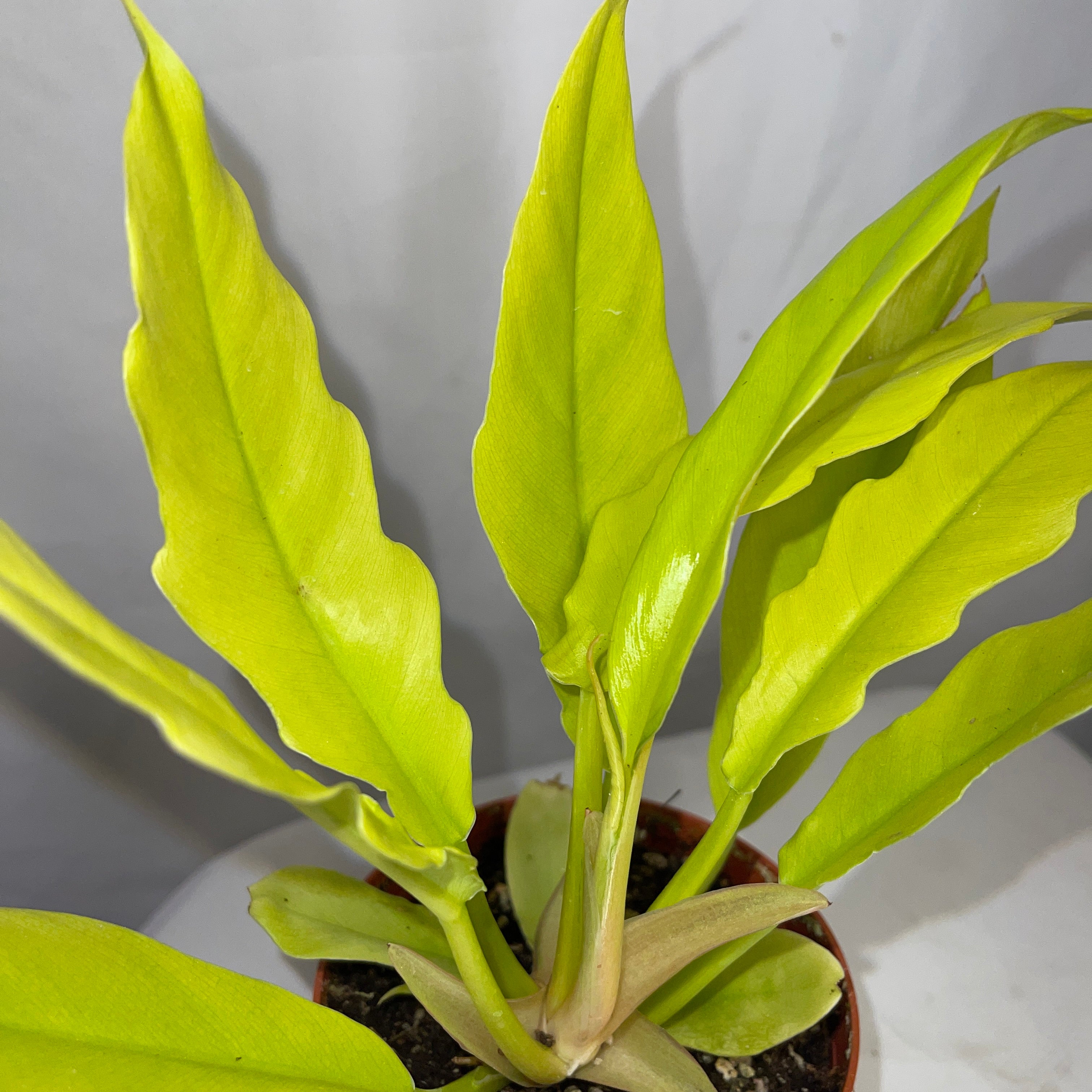 Golden Crocodile Philodendron 4” Pot