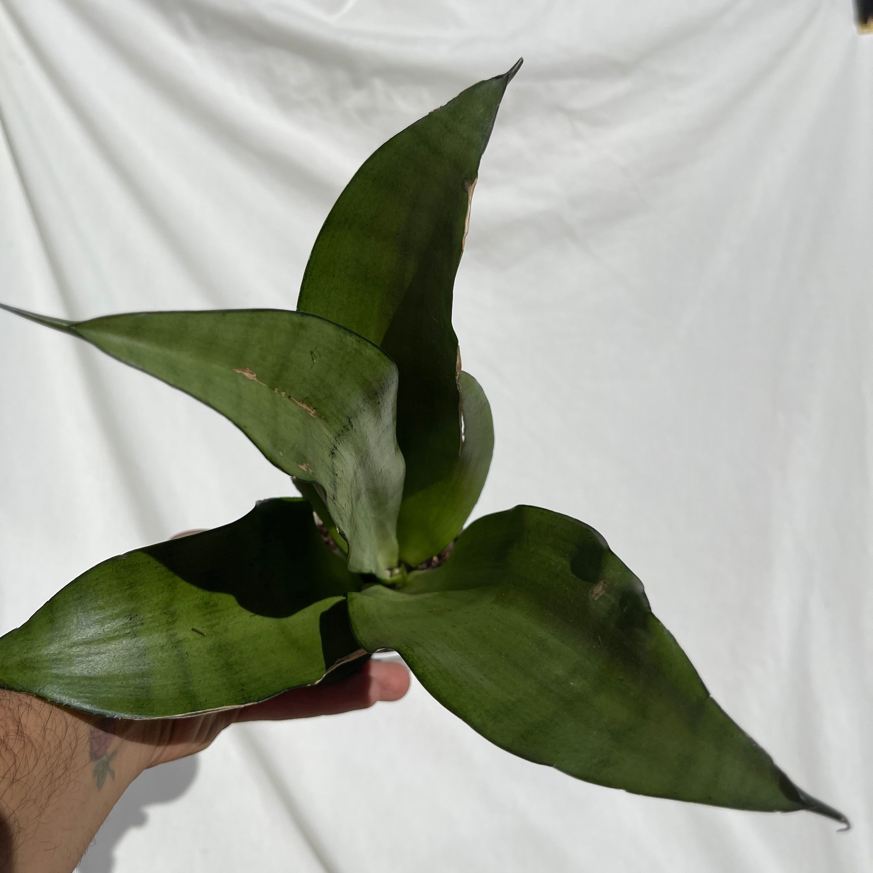 Moonshine Snake Plant 4” Pot