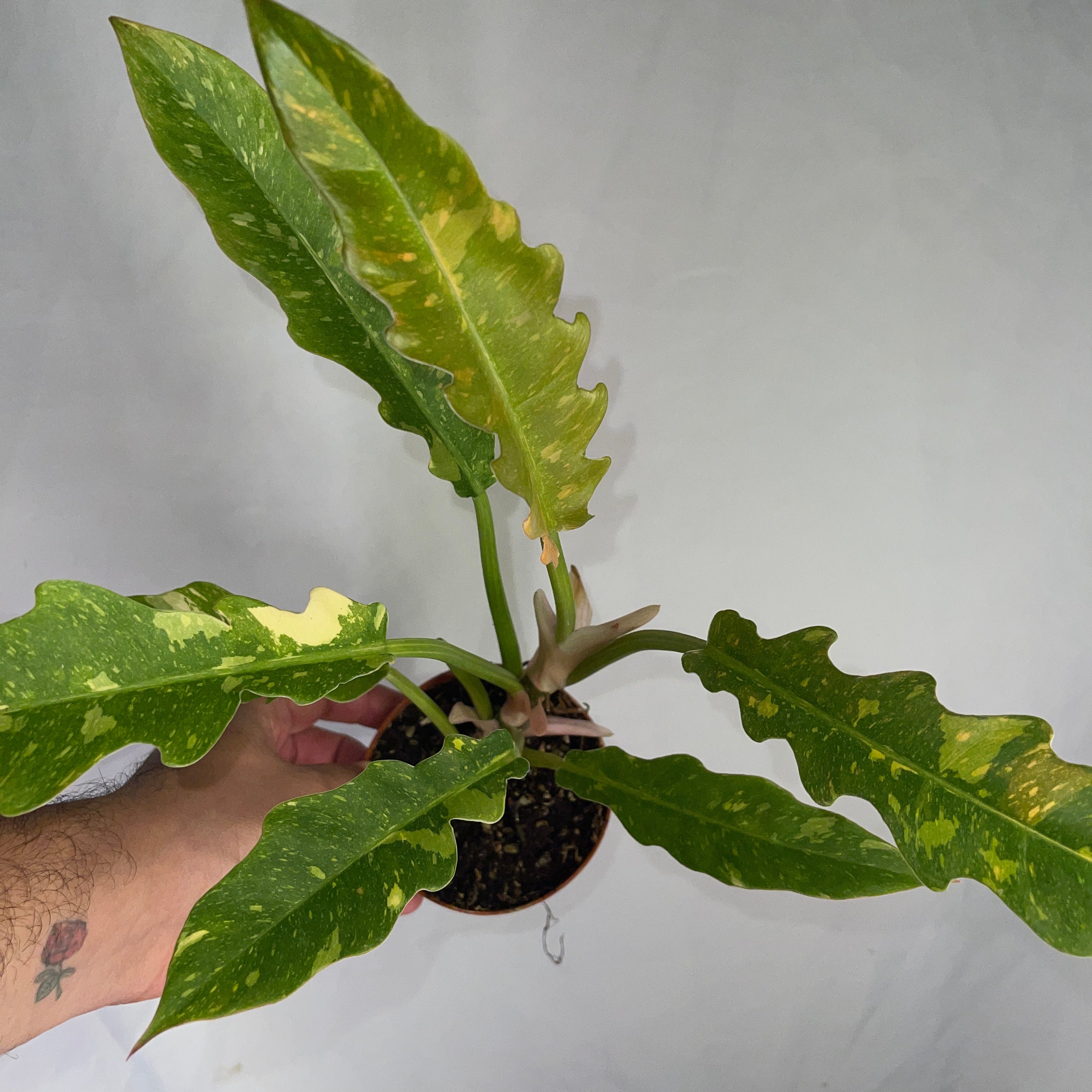 Philodendron Ring Of Fire 4" Pot