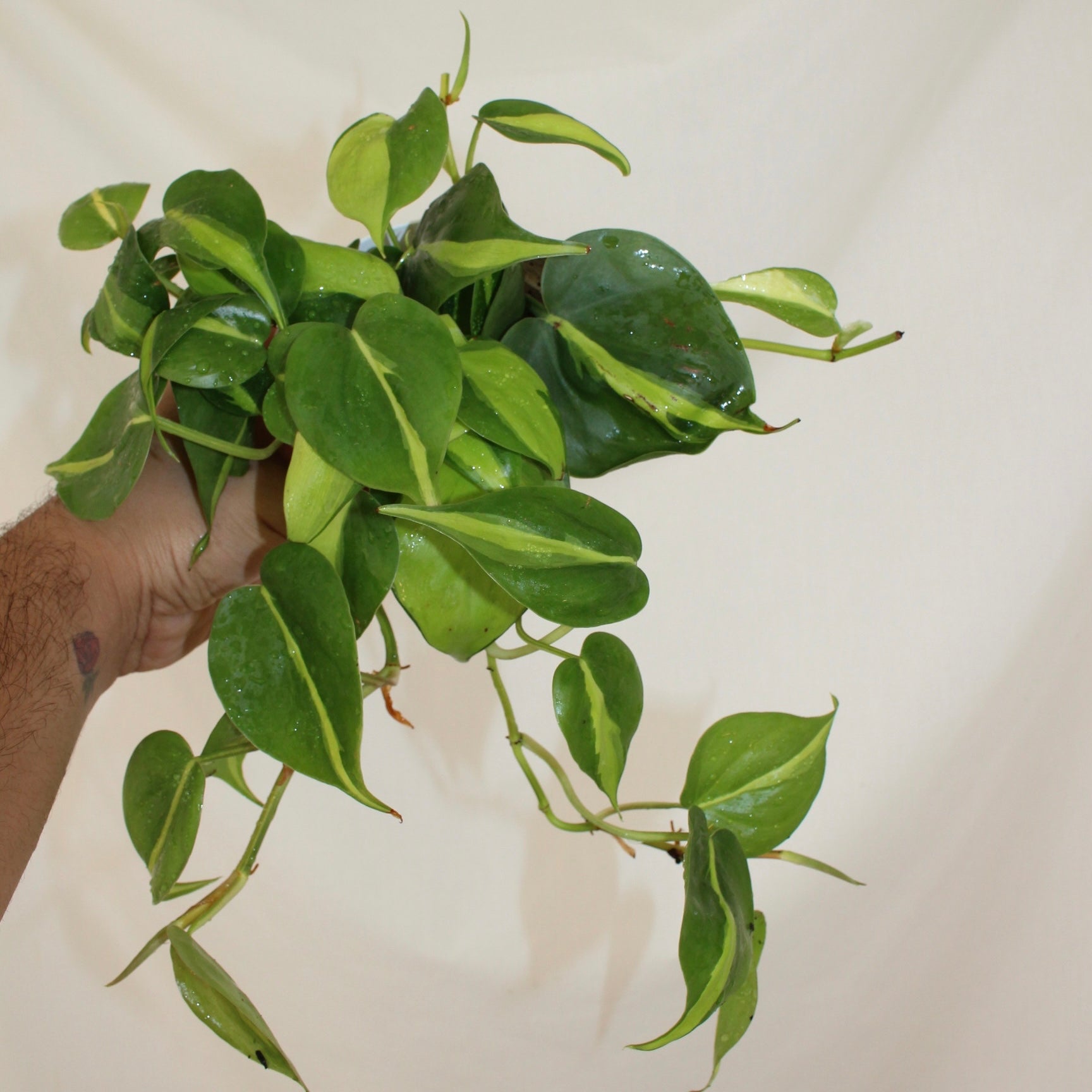 Brazil Philodendron 4” Pot