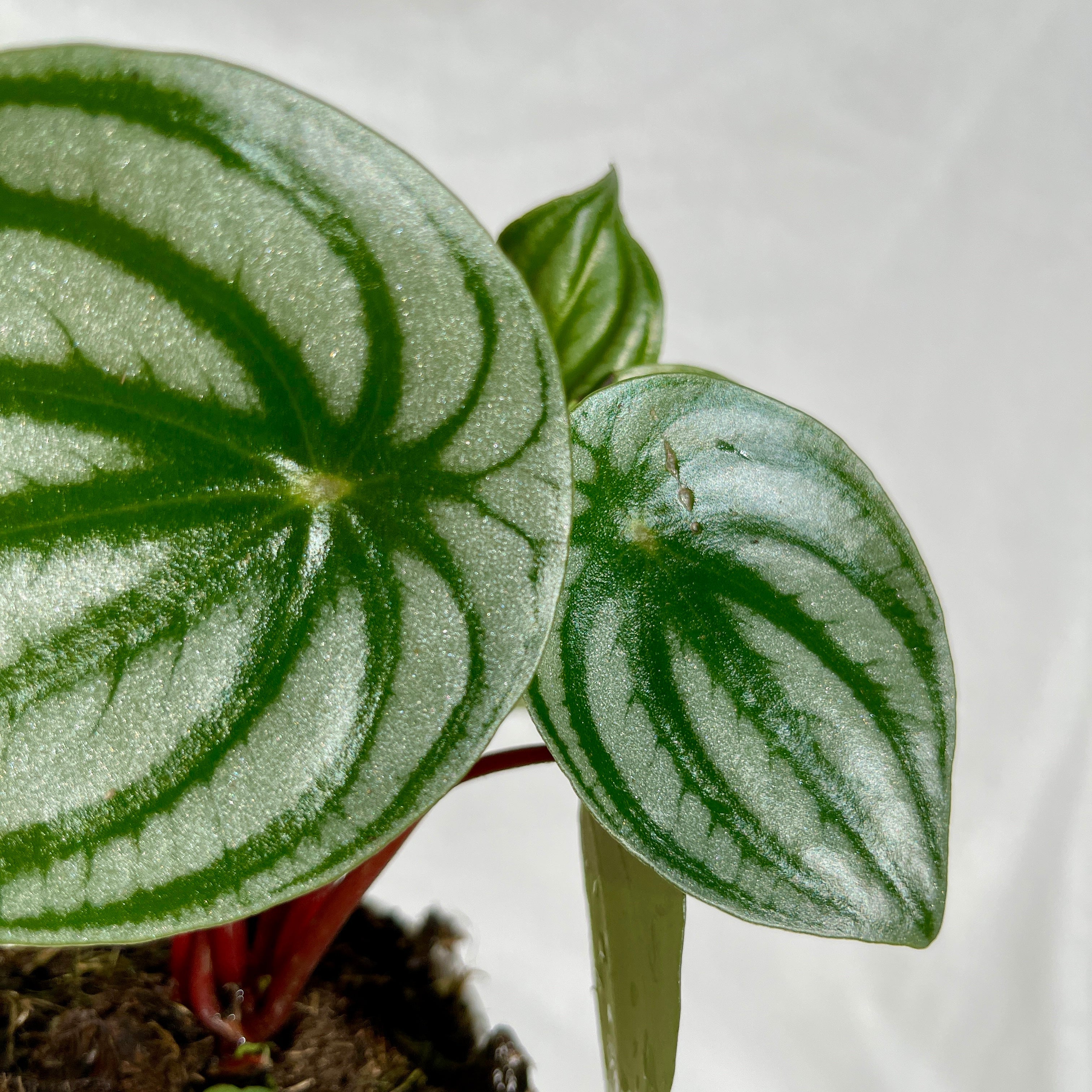 Watermelon Peperomia - 4" Pot m