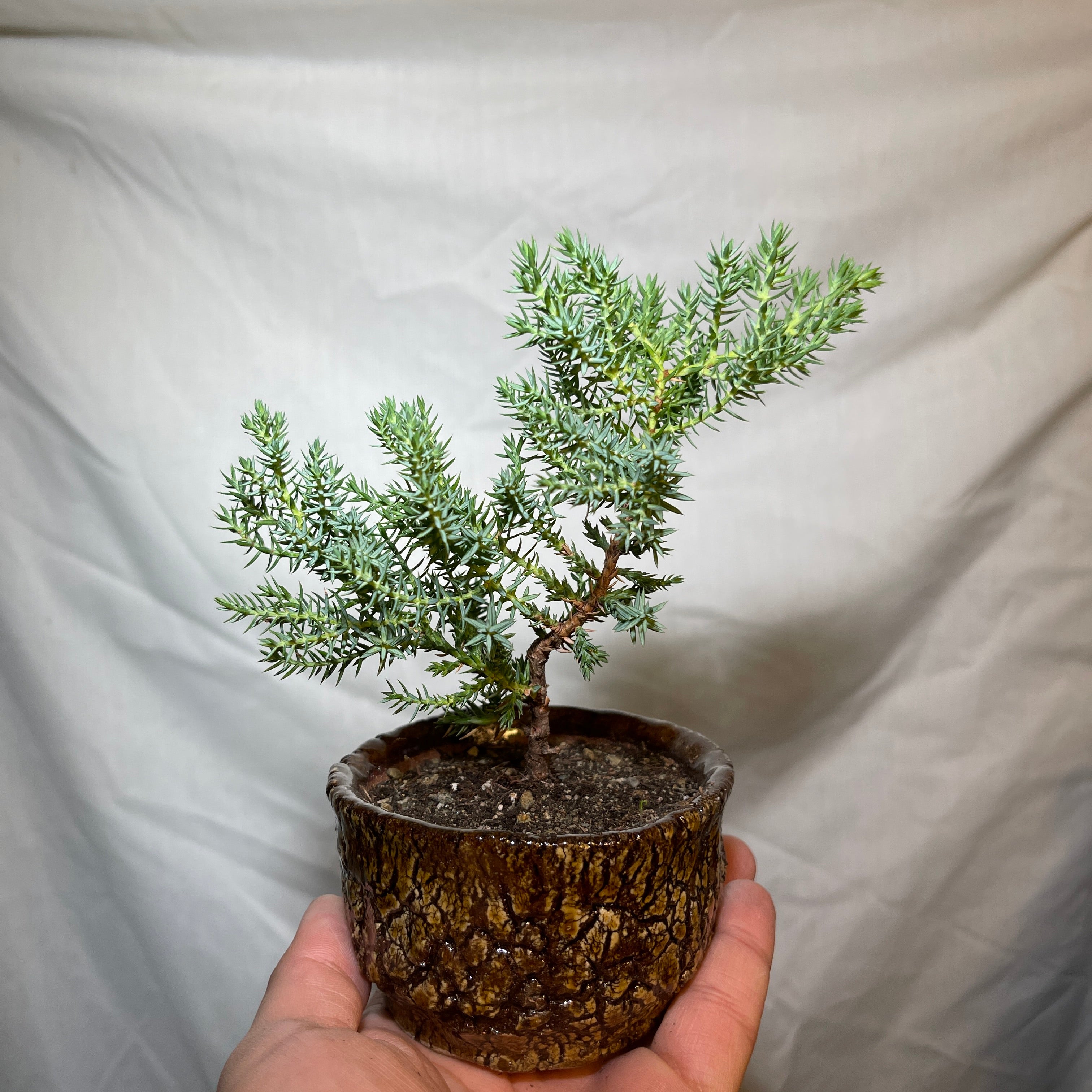 4” Brown Ceramic Juniper Pine Bonsai