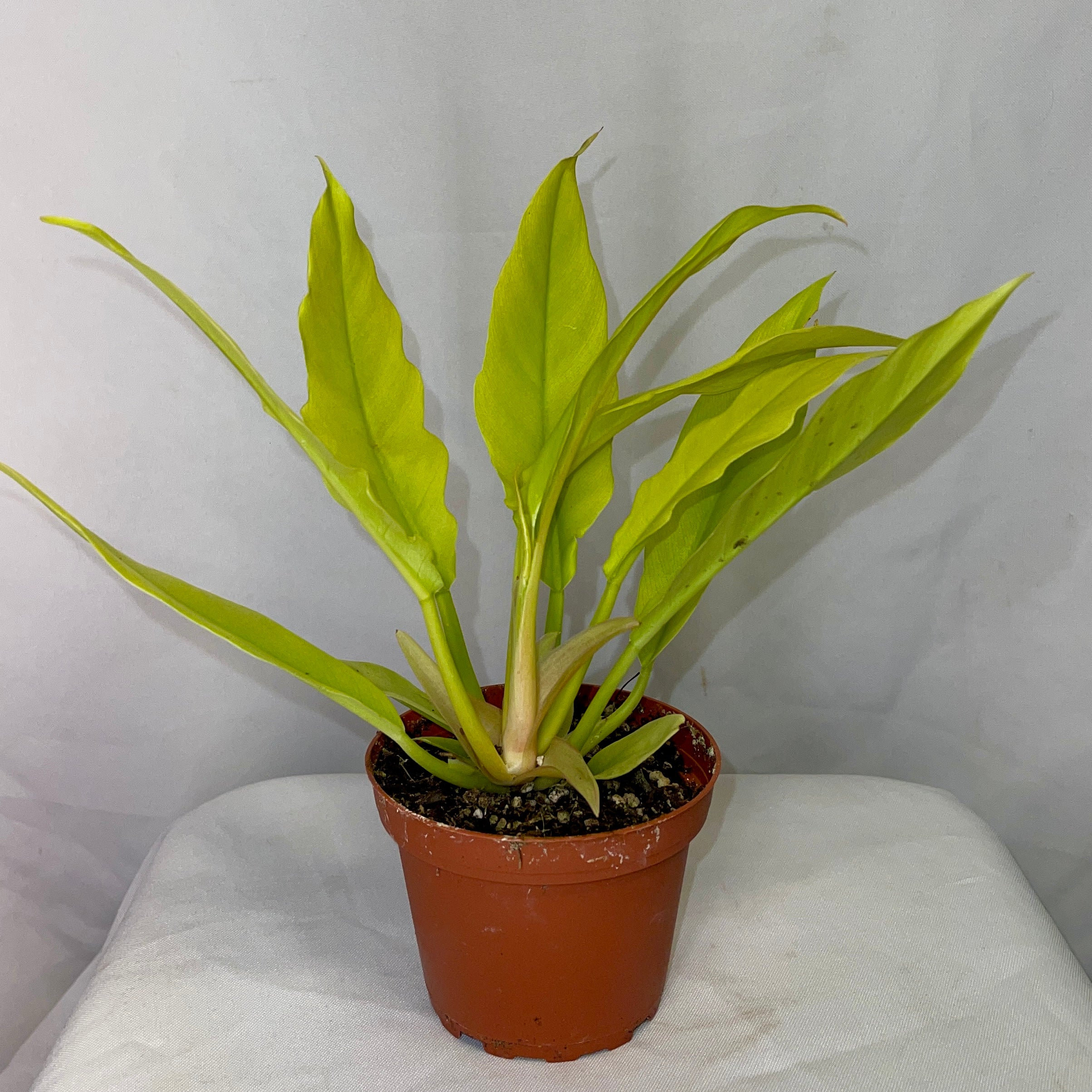 Golden Crocodile Philodendron 4” Pot