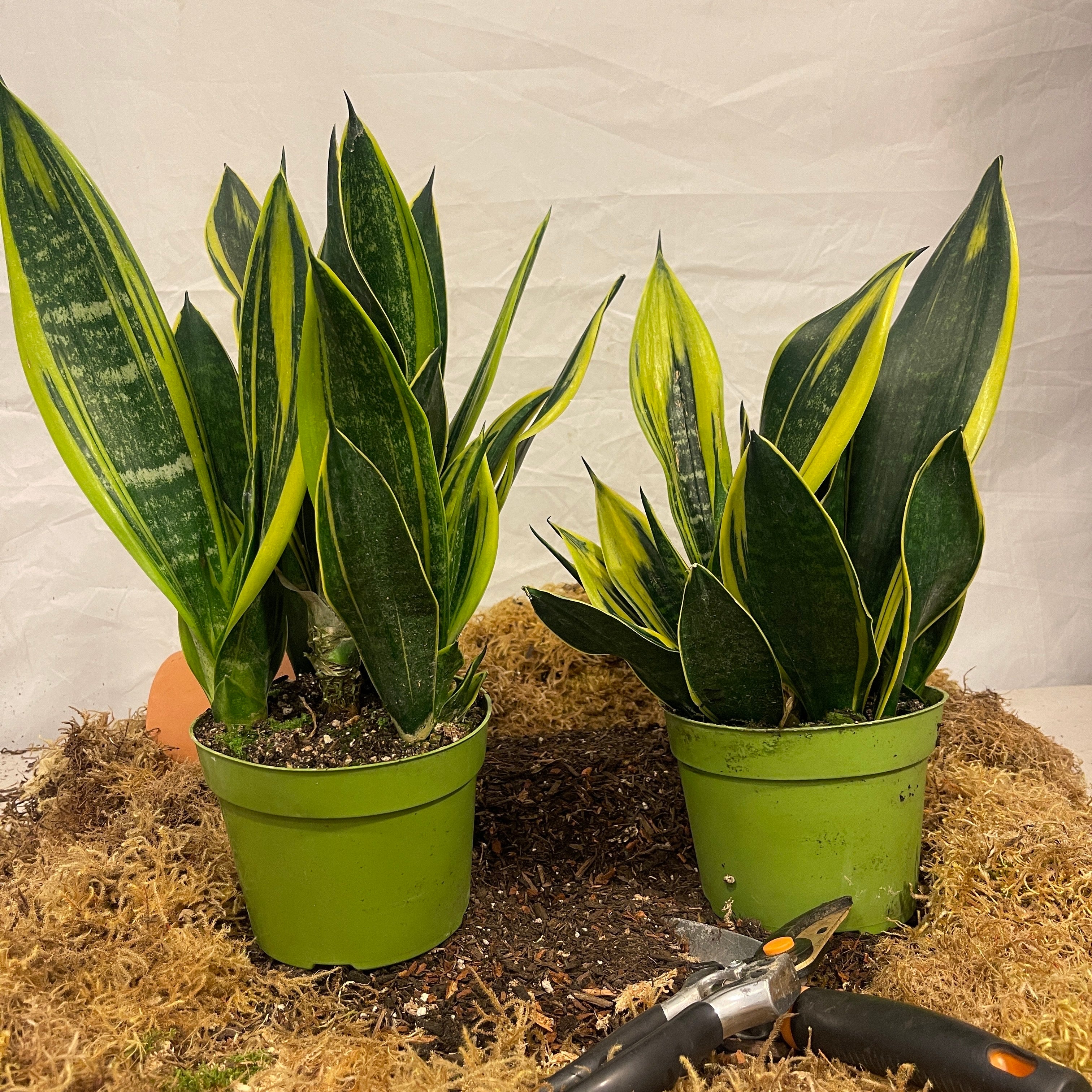 Golden Flame Snake Plant 6" Pot