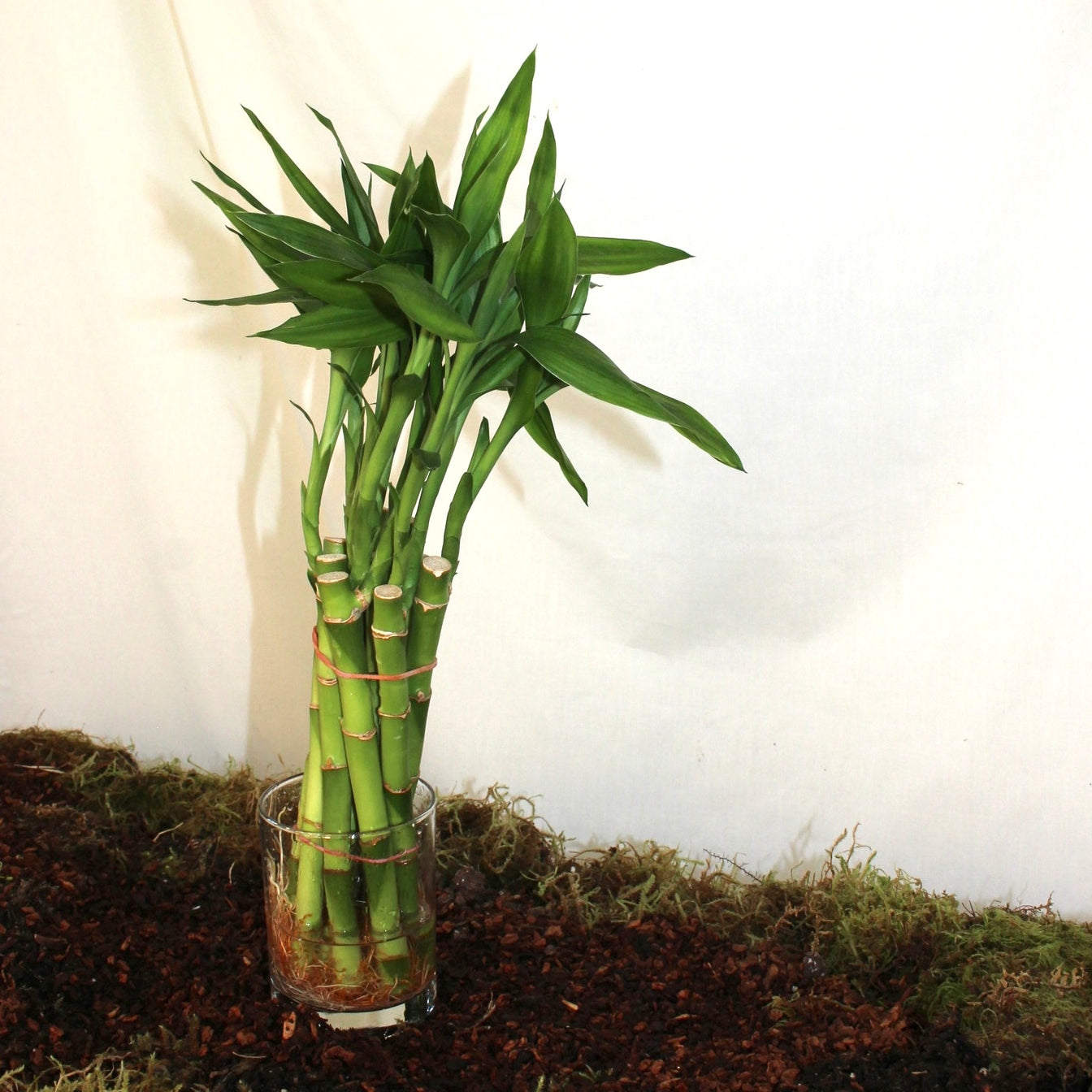 8” Lucky Bamboo Bunch