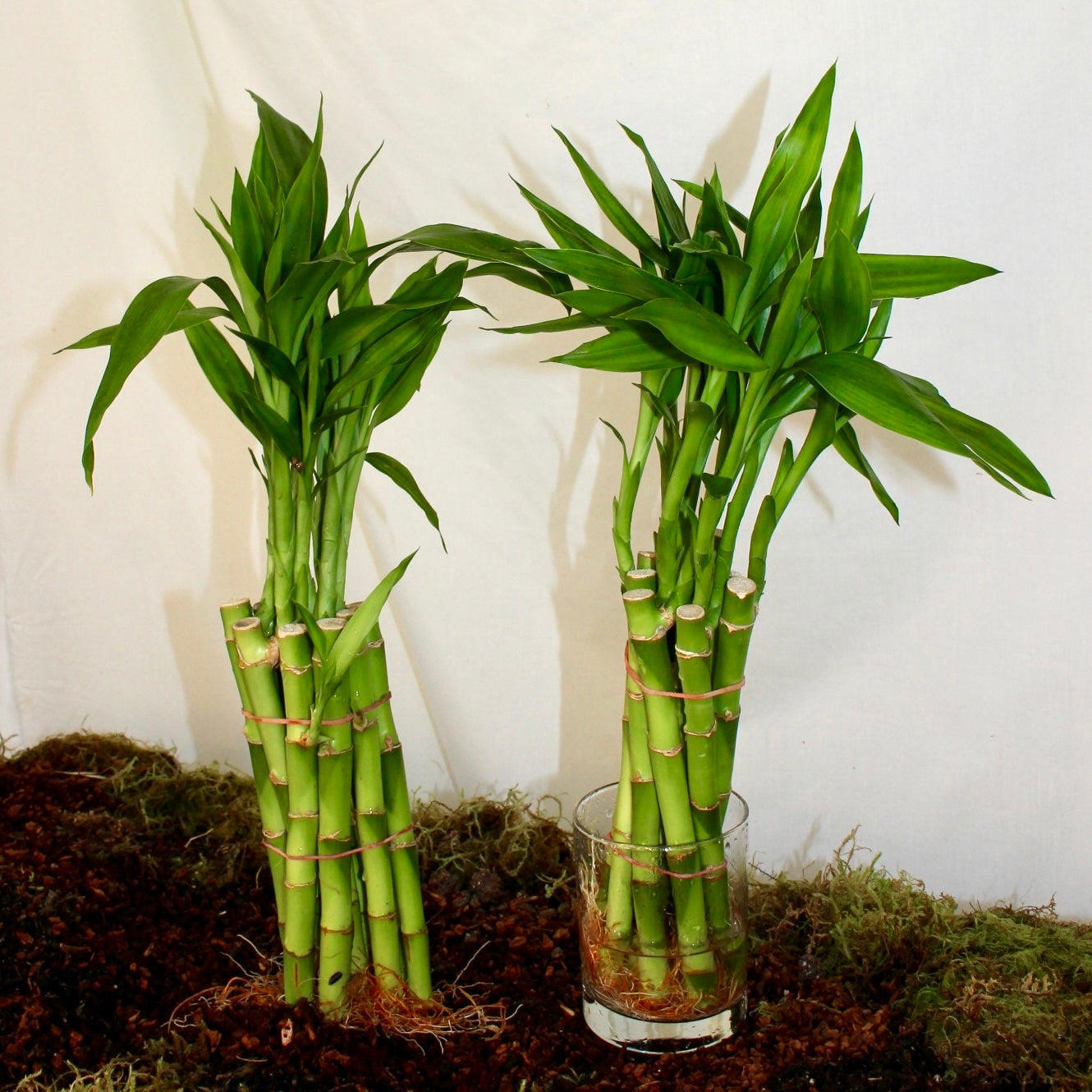 8” Lucky Bamboo Bunch