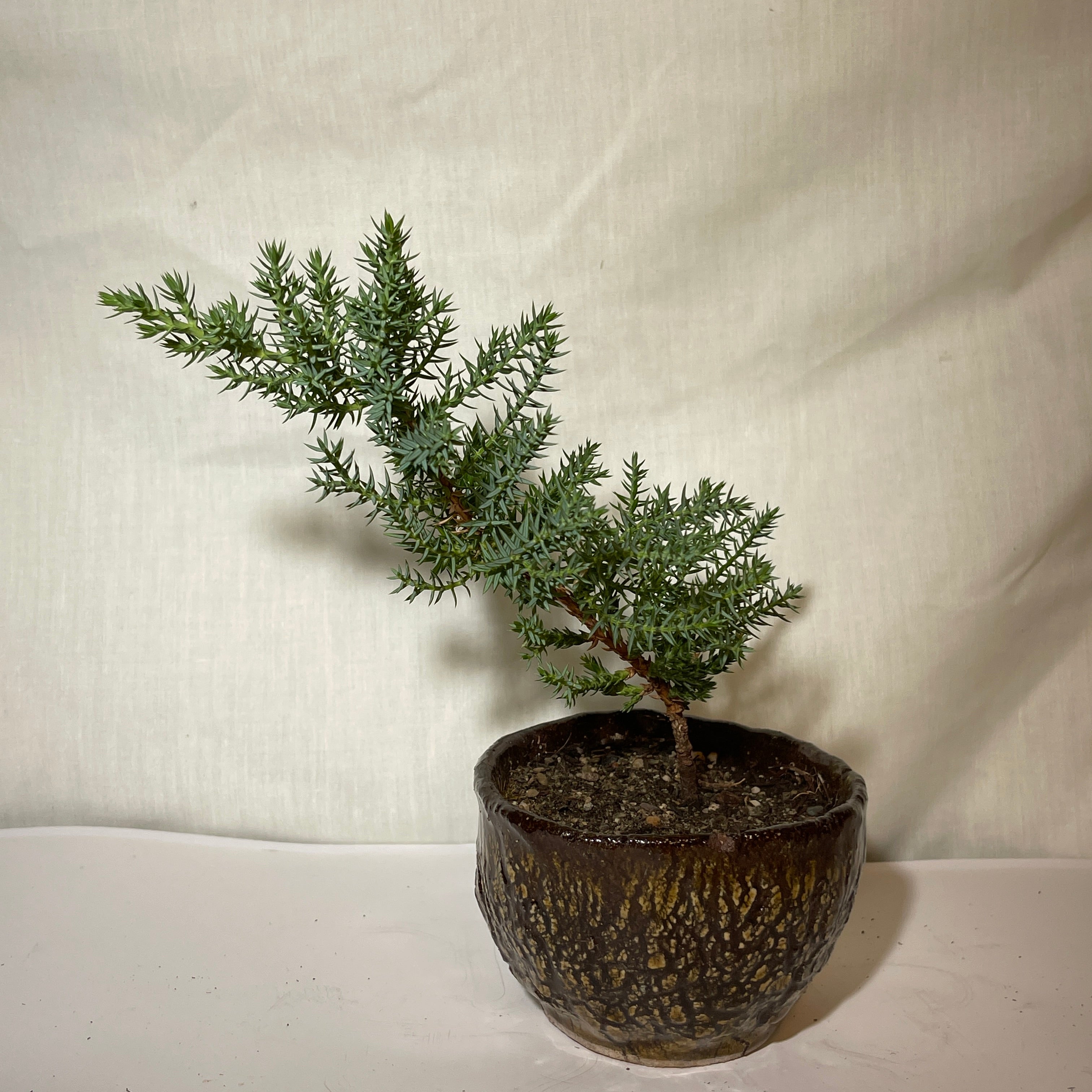 4” Brown Ceramic Juniper Pine Bonsai