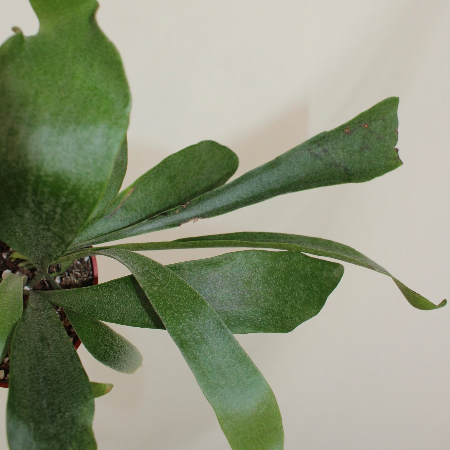 Staghorn Fern 4” Pot