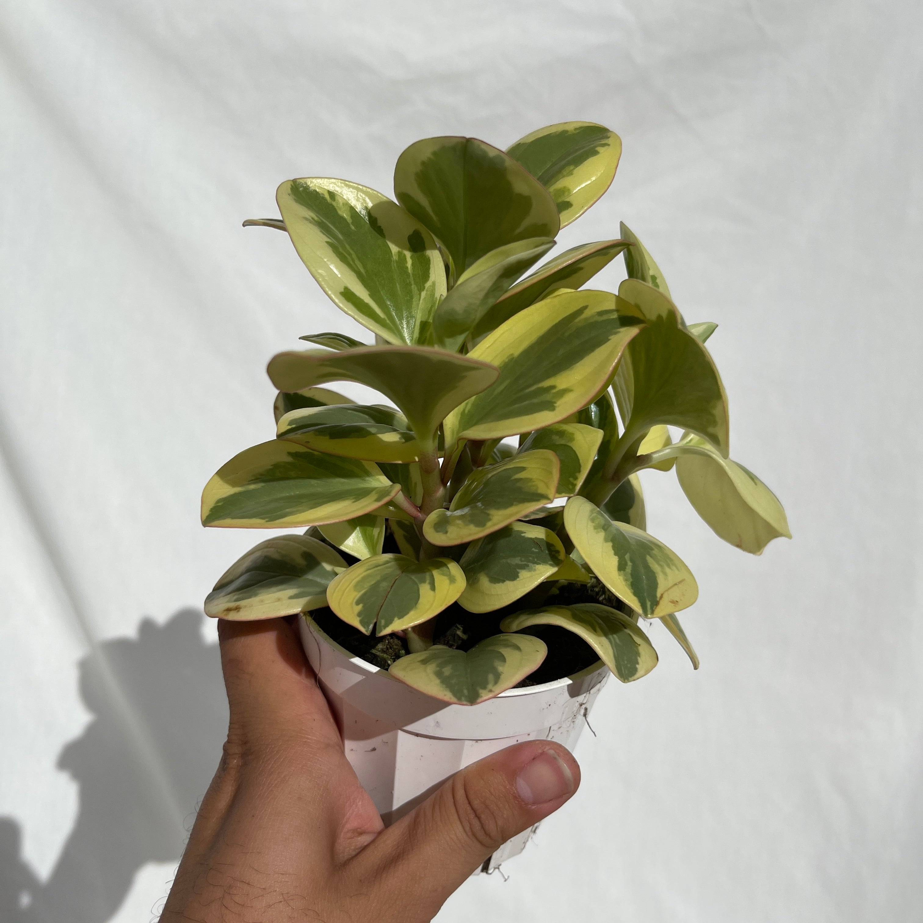 Variegated Obtusifolia Peperomia 4" Pot