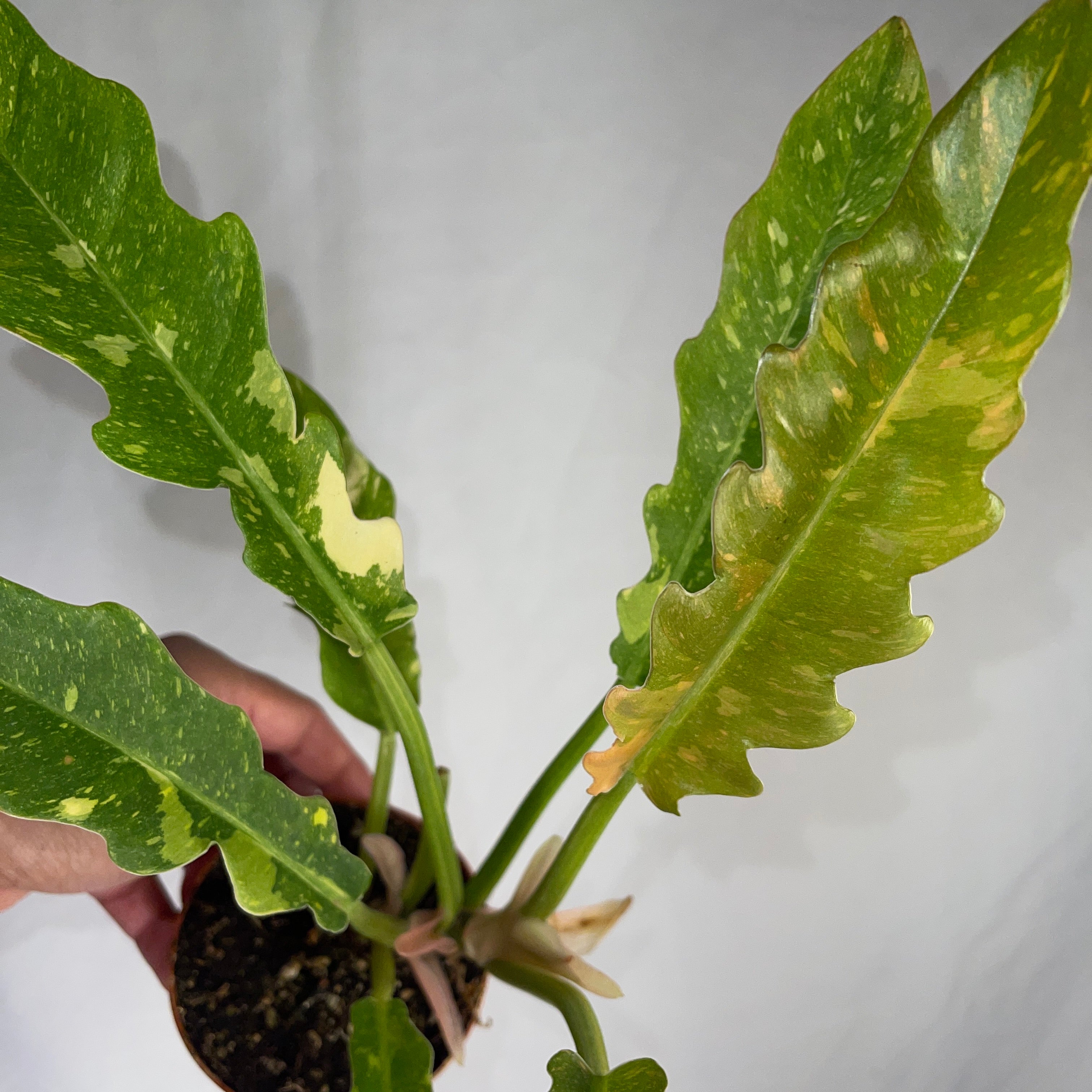 Philodendron Ring Of Fire 4" Pot