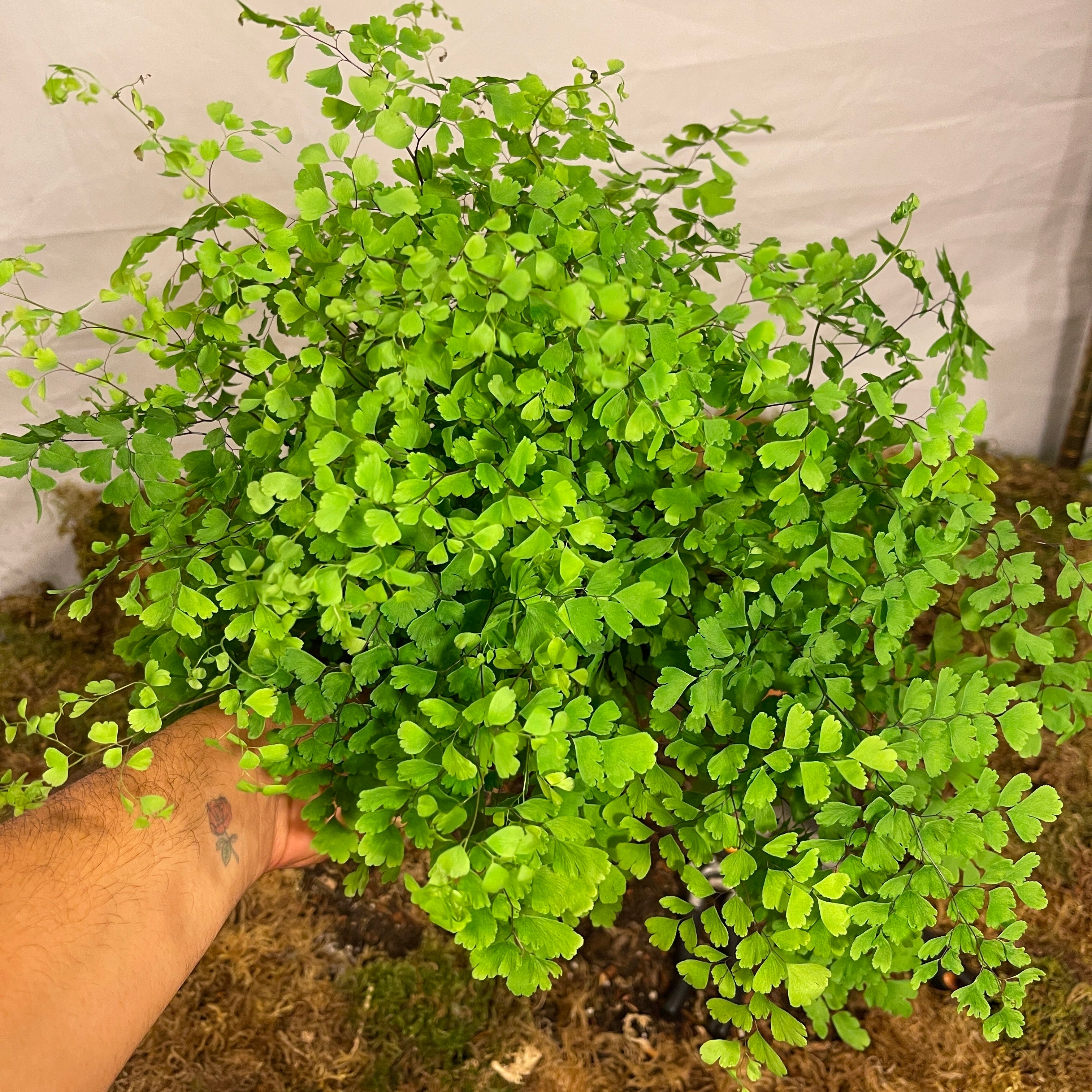 Maidenhair Fern 6" Pot