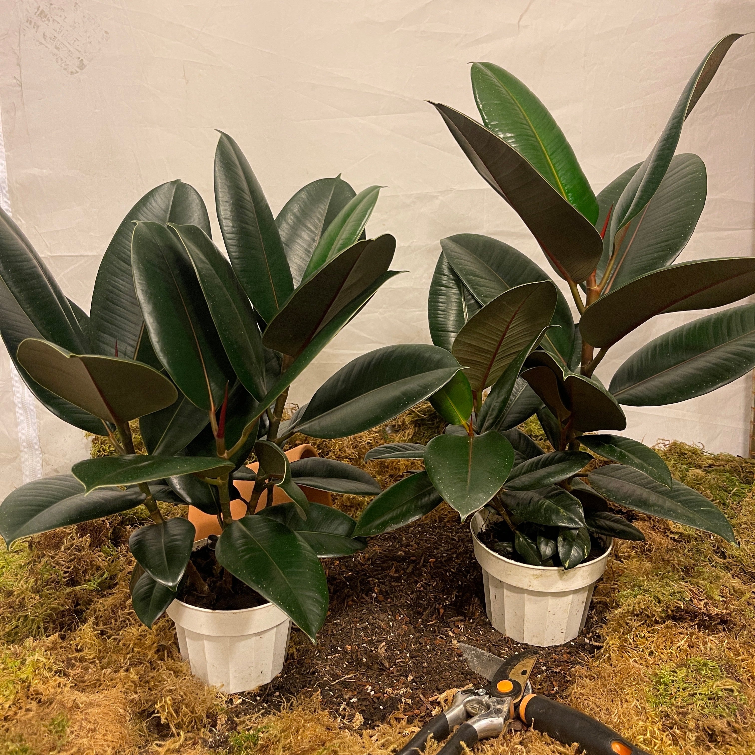 Burgundy Rubber Tree 6" Pot