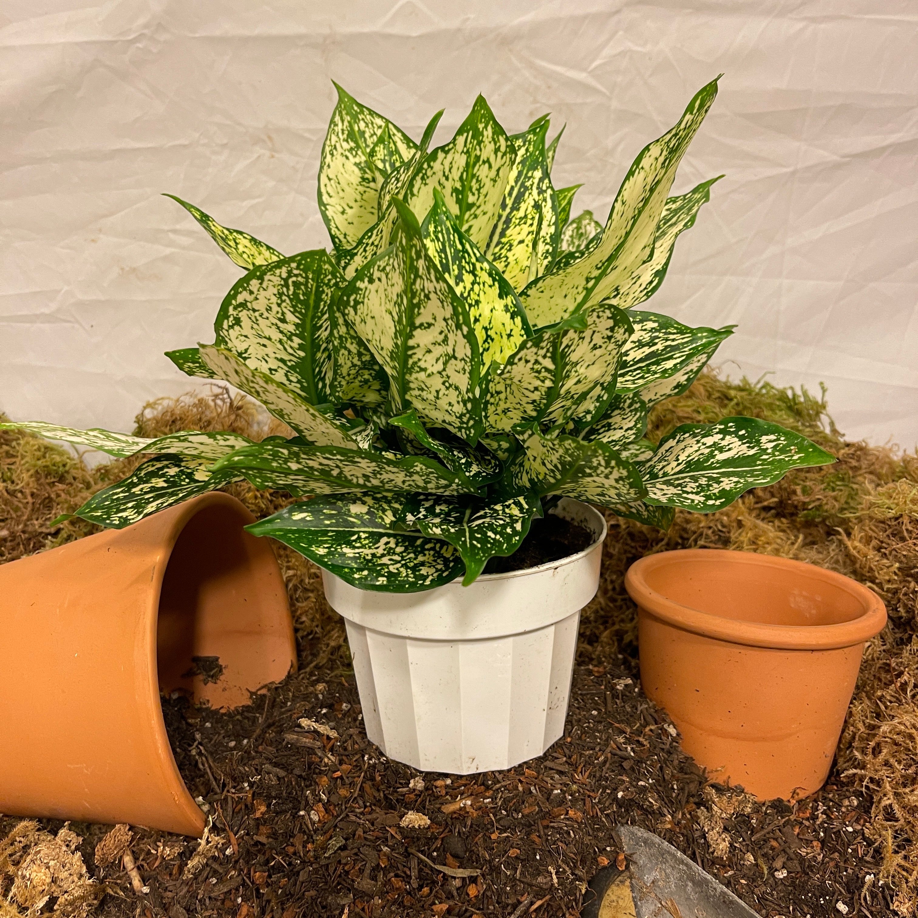 First Diamond Aglaonema 6" Pot