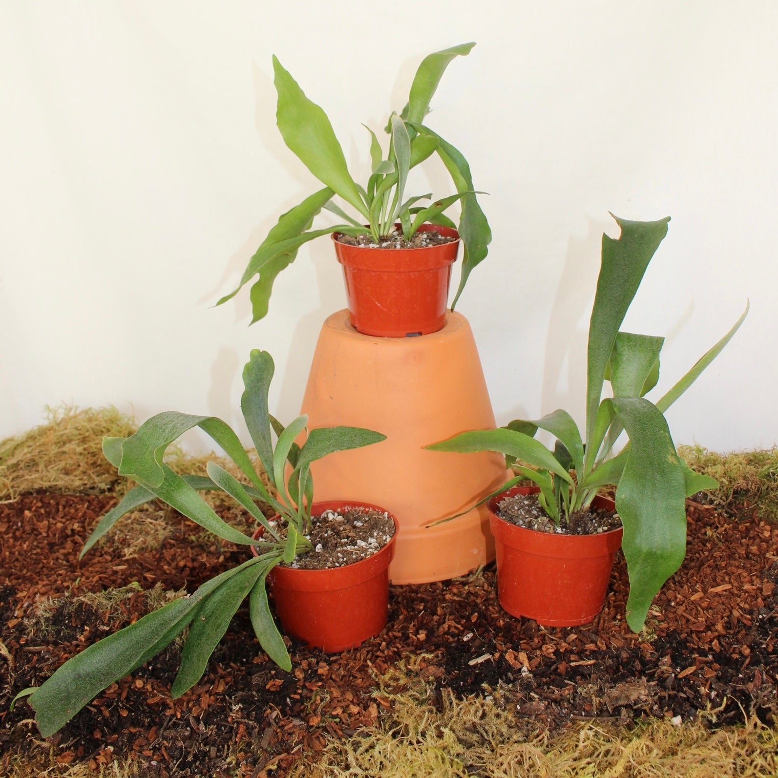 Staghorn Fern 4” Pot