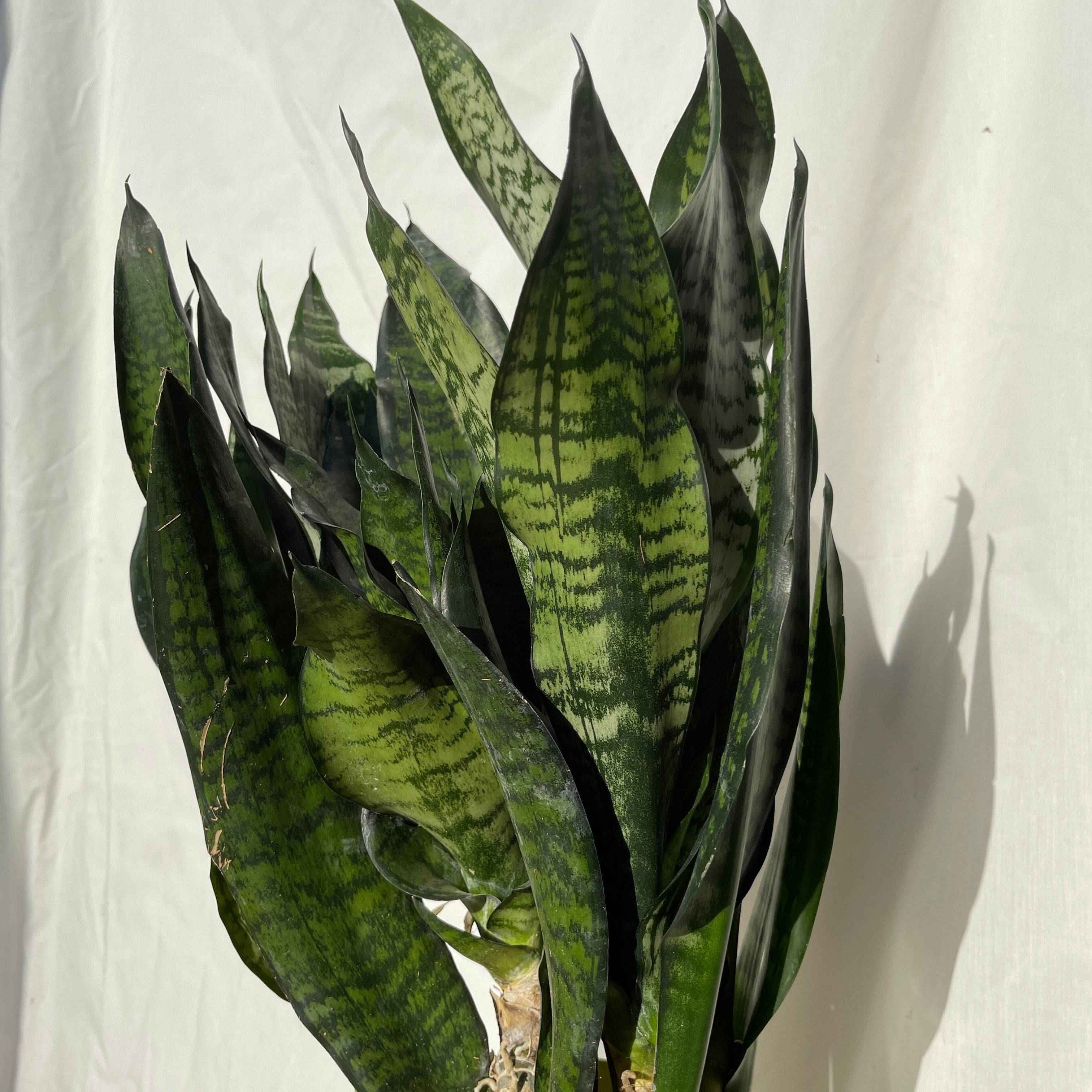 Coral Snake Plant 6” Pot