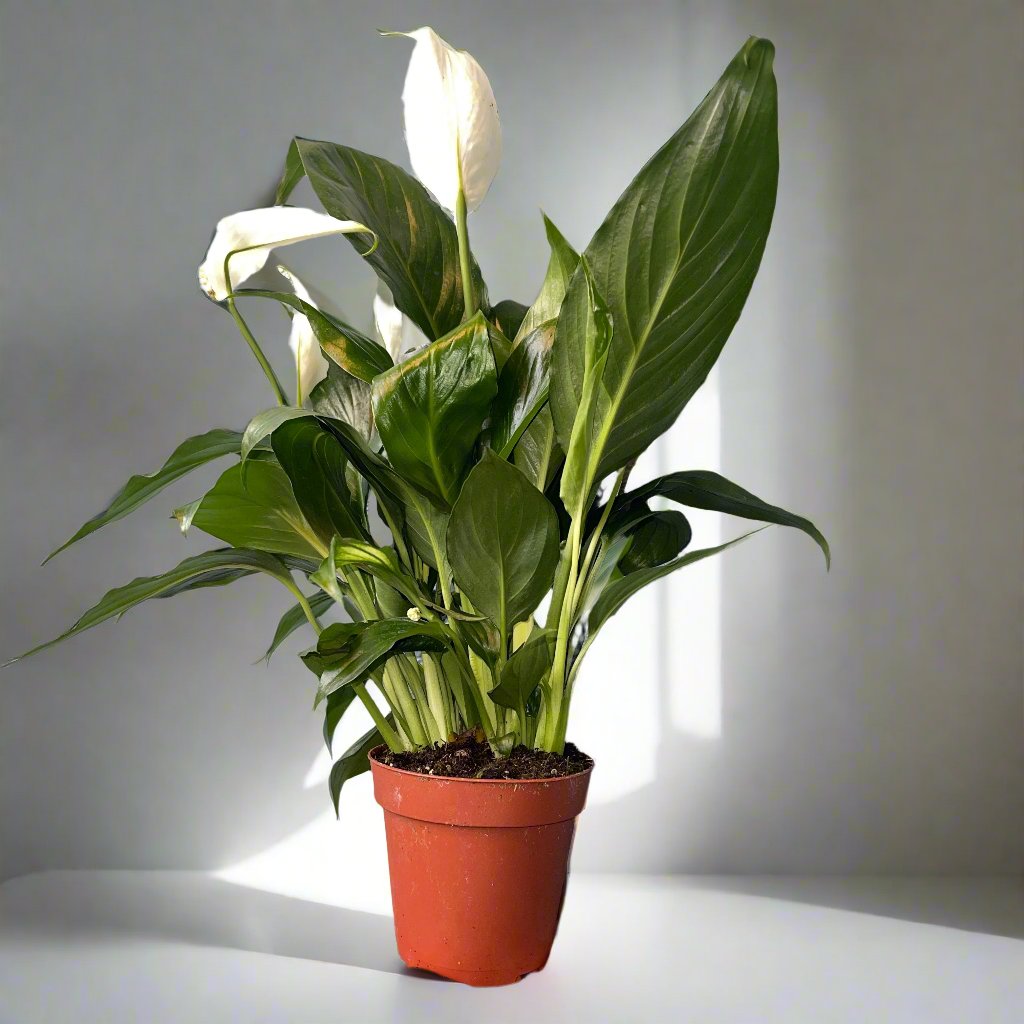 Peace Lily 4" Pot Spathiphyllum