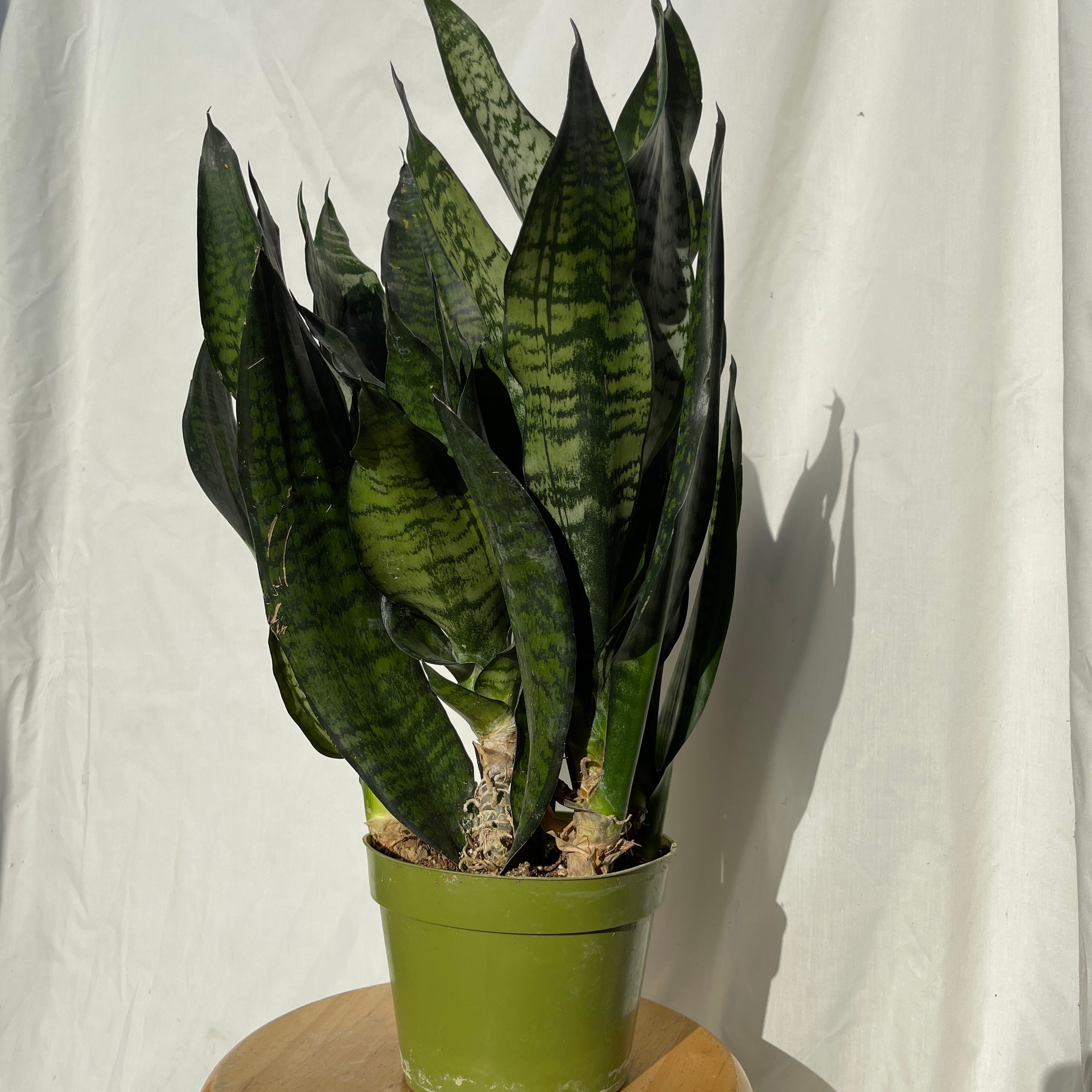 Coral Snake Plant 6” Pot