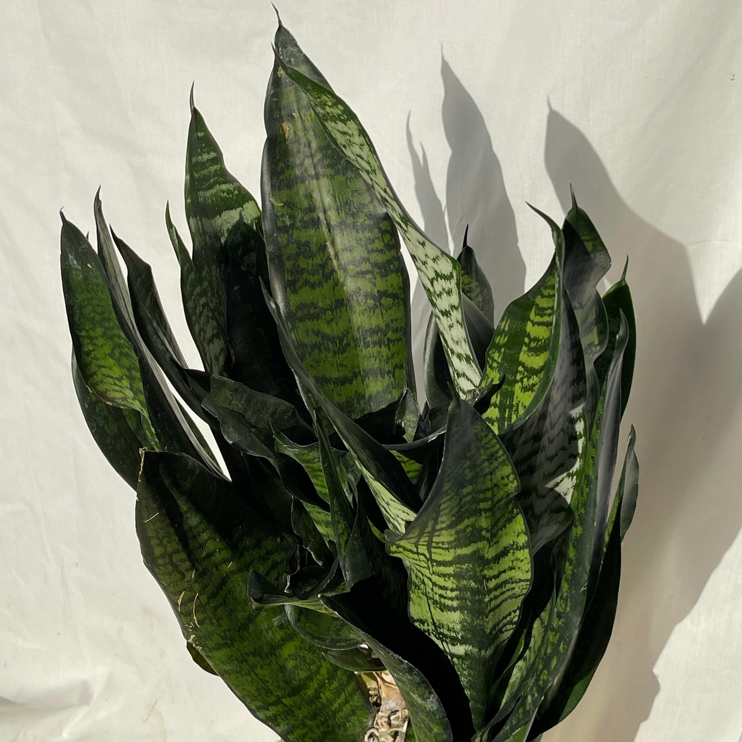 Coral Snake Plant 6” Pot