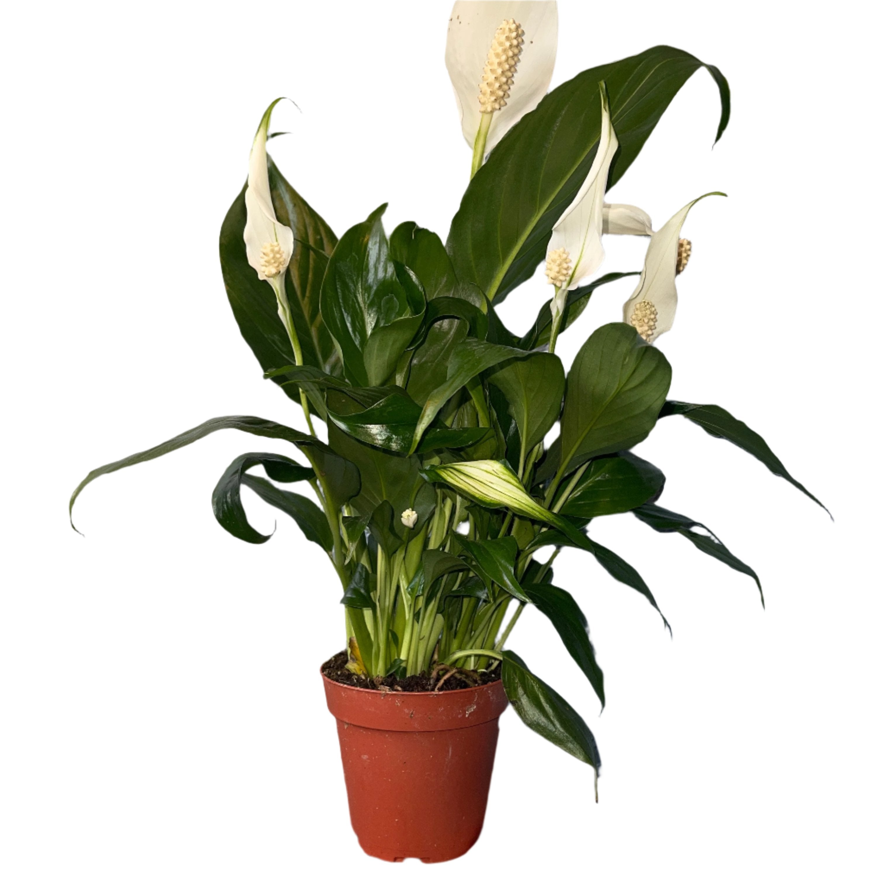 Peace Lily 4" Pot Spathiphyllum