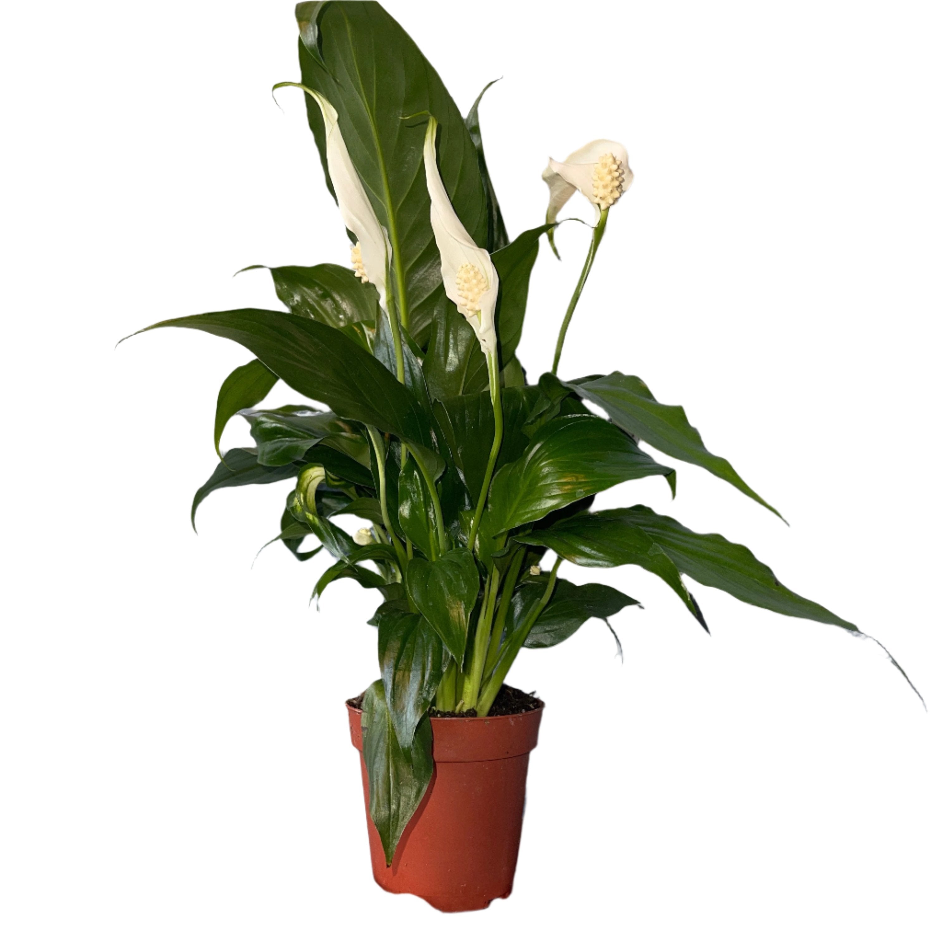 Peace Lily 4" Pot Spathiphyllum