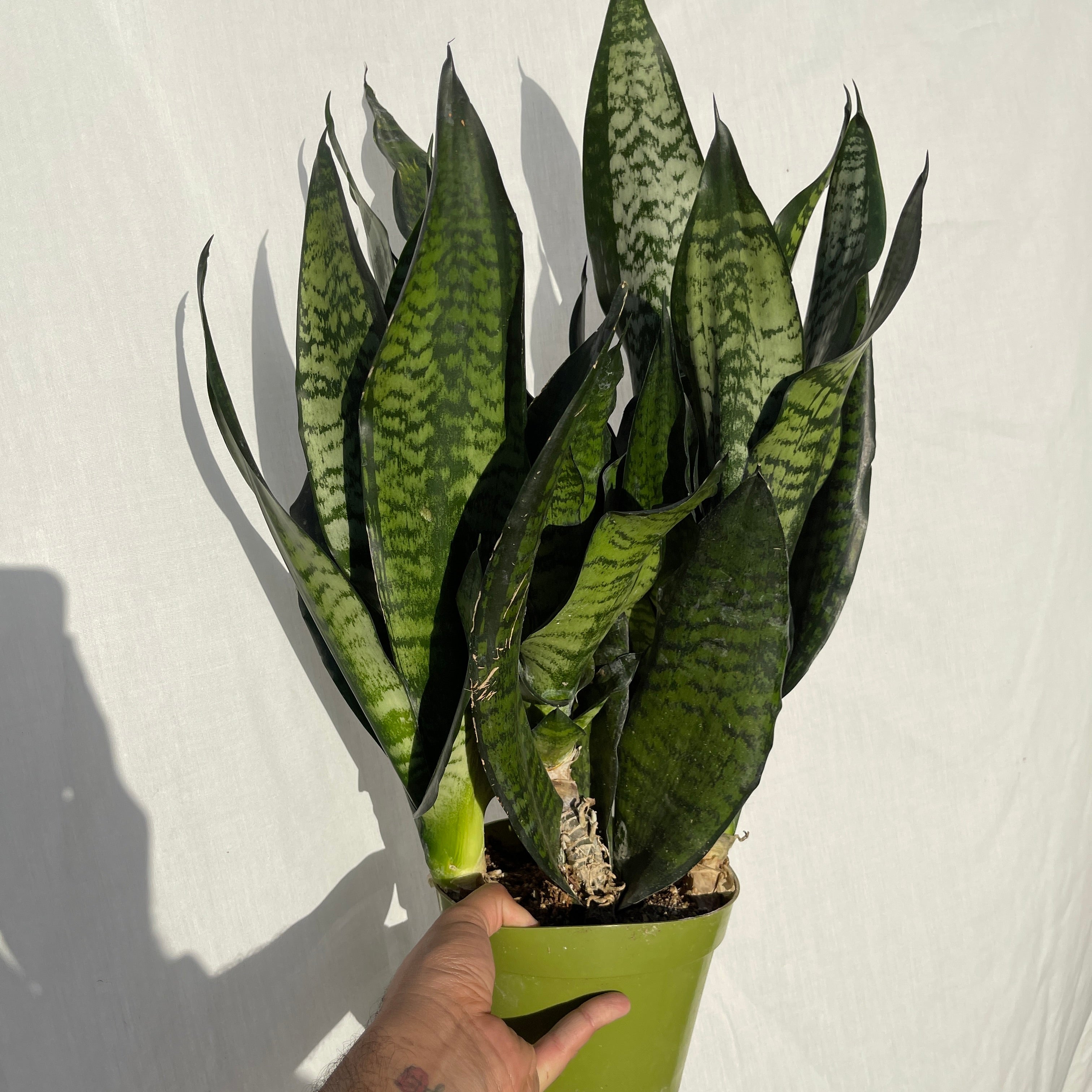 Coral Snake Plant 6” Pot