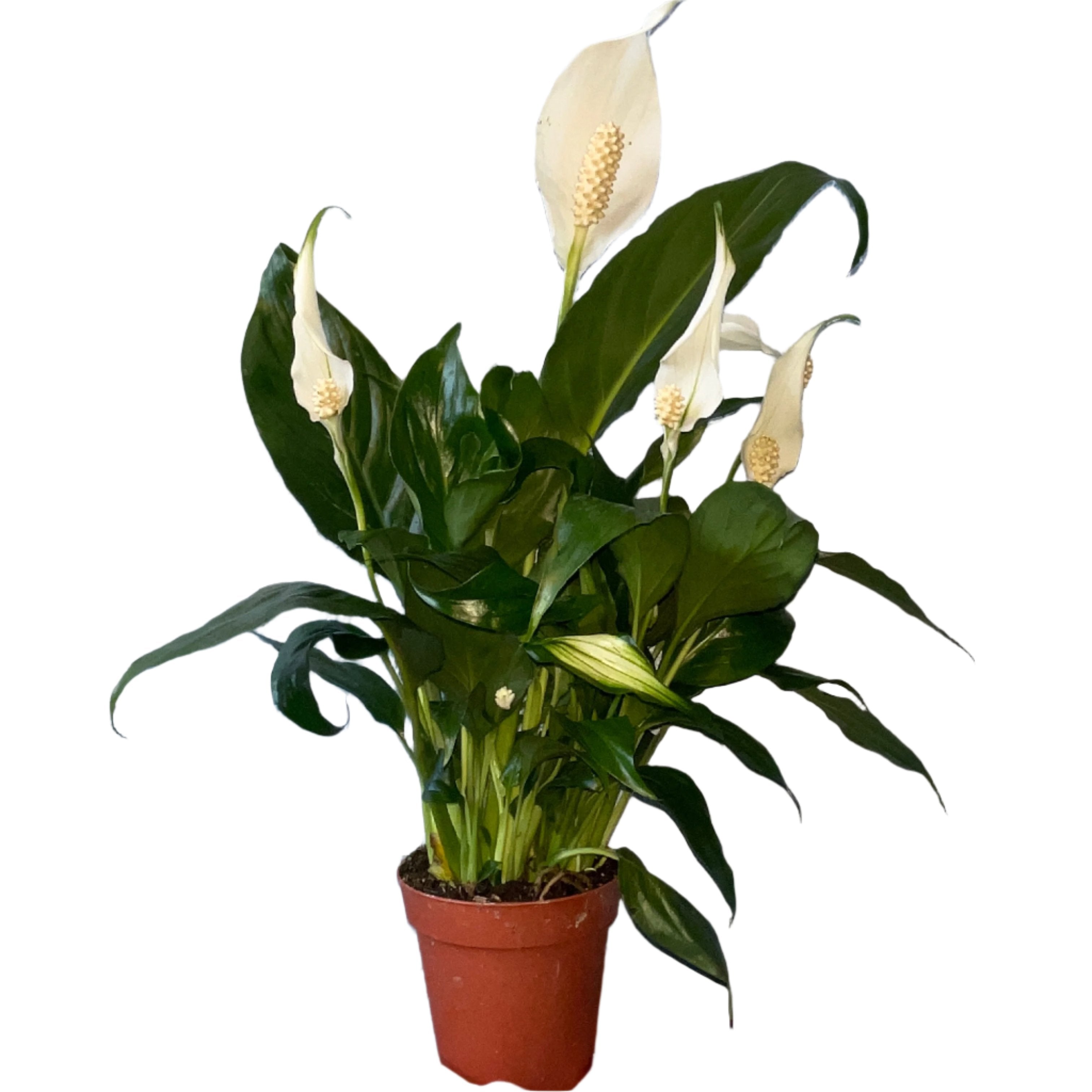 Peace Lily 4" Pot Spathiphyllum