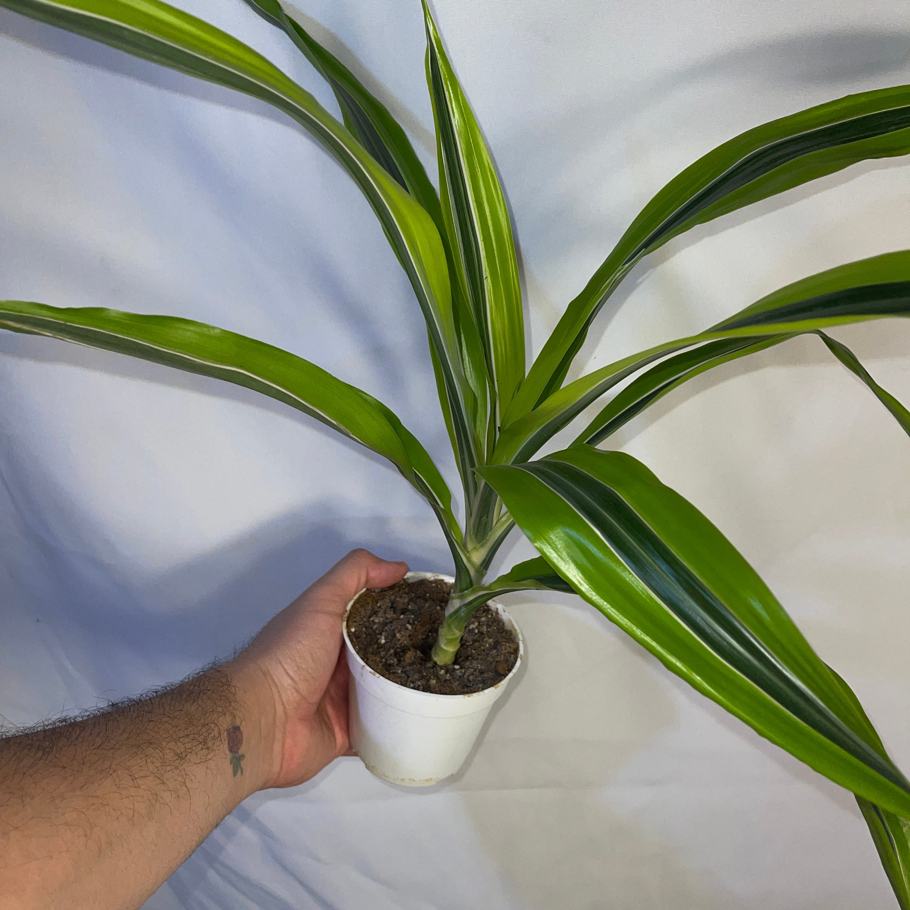 Dracaena Lemon Lime 4 Inch Pot