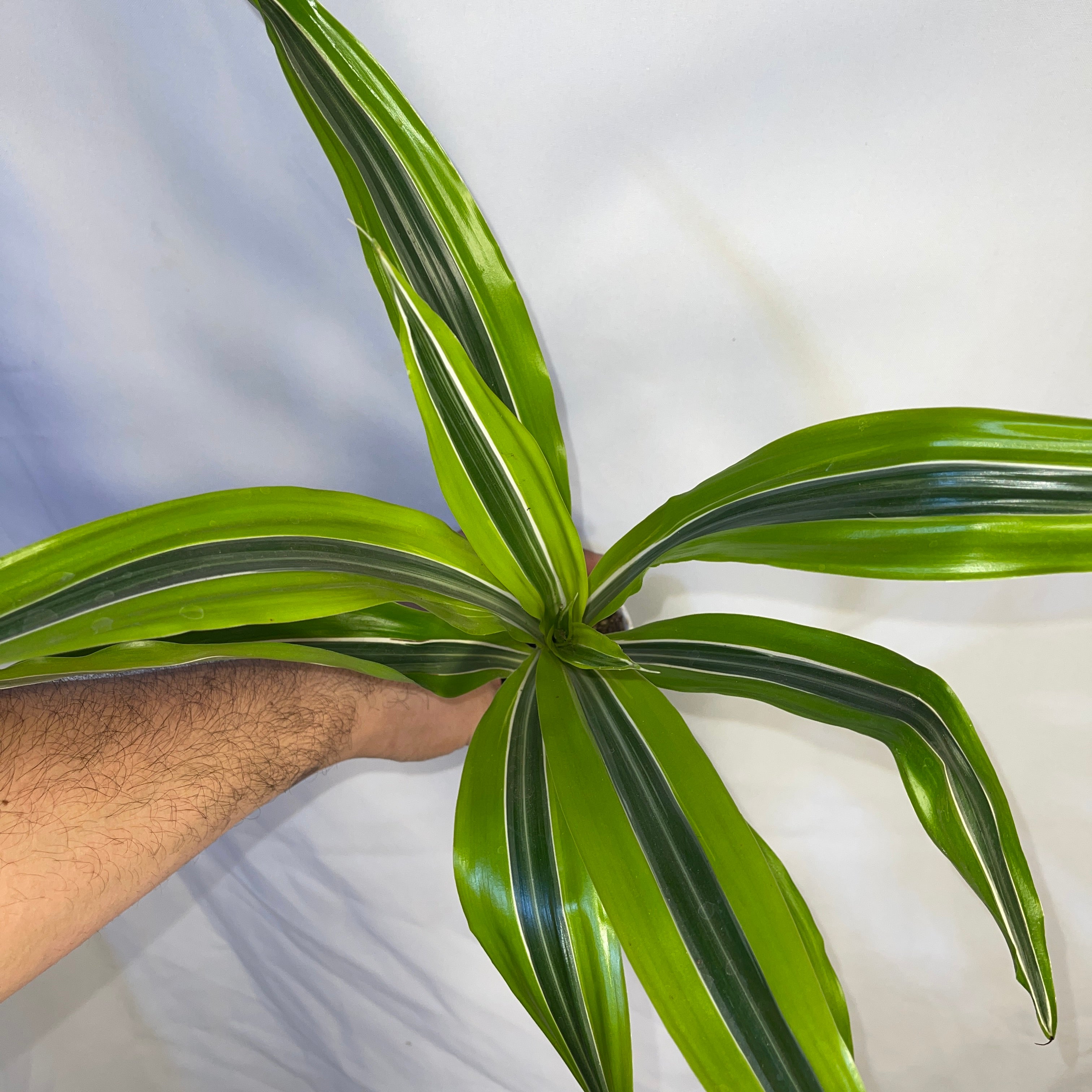 Dracaena Lemon Lime 4 Inch Pot