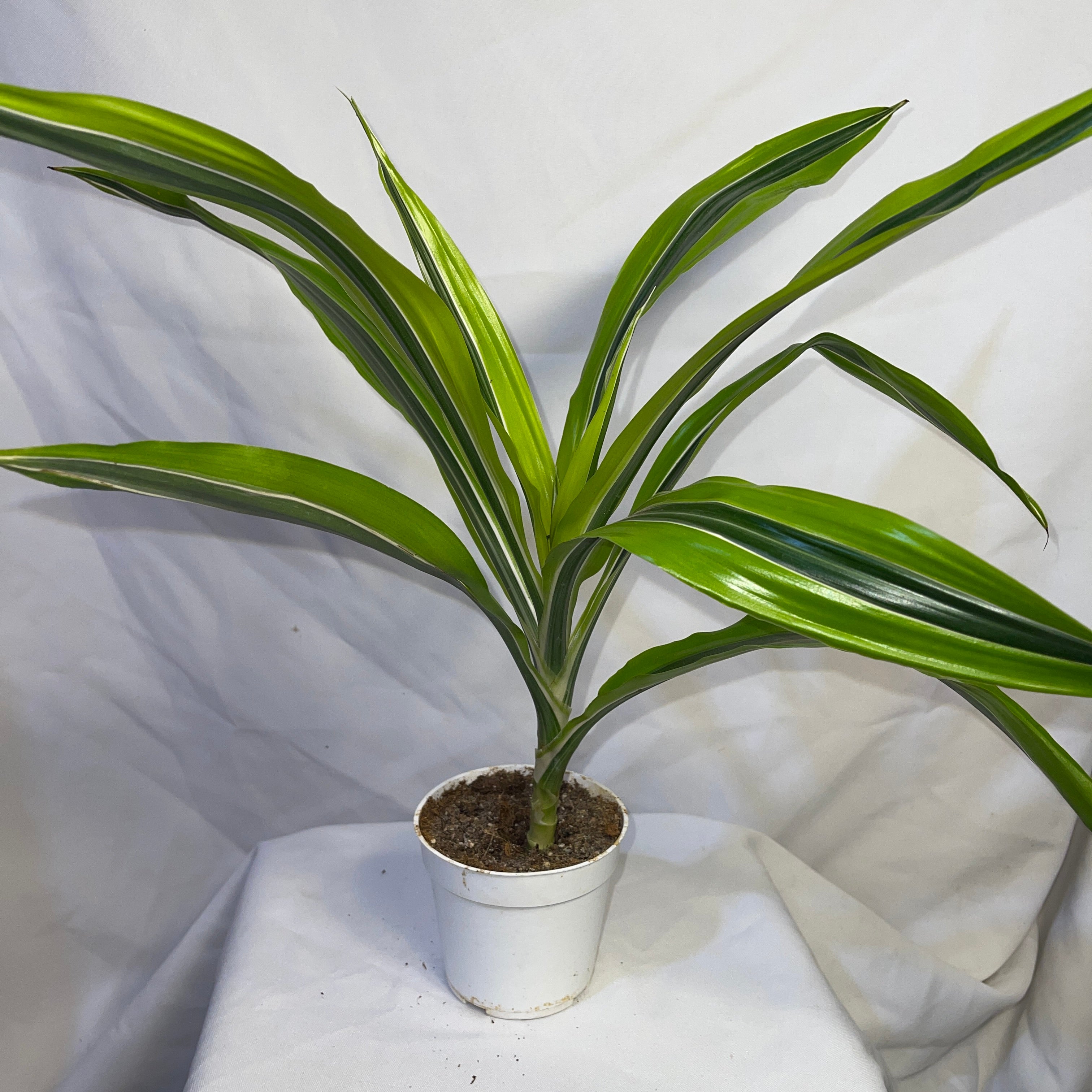 Dracaena Lemon Lime 4 Inch Pot