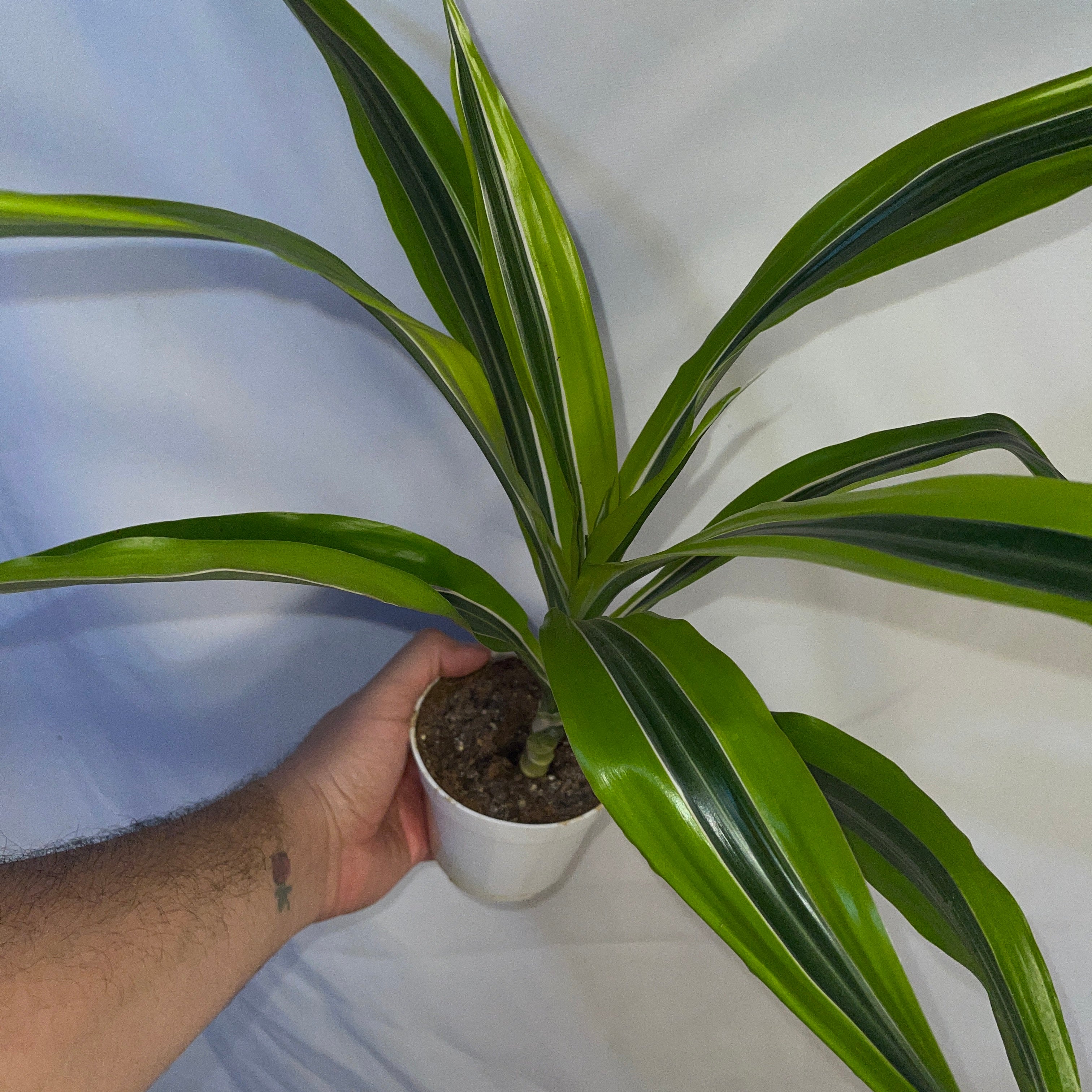 Dracaena Lemon Lime 4 Inch Pot